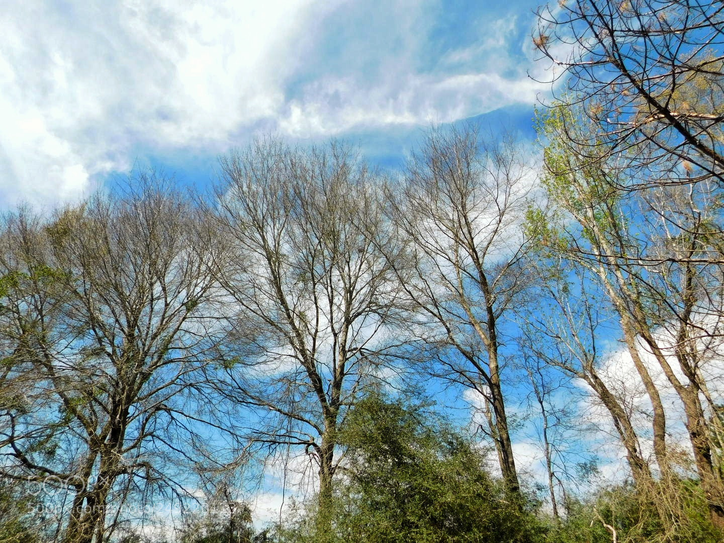 Nikon Coolpix B500 sample photo. Limbs and sky photography