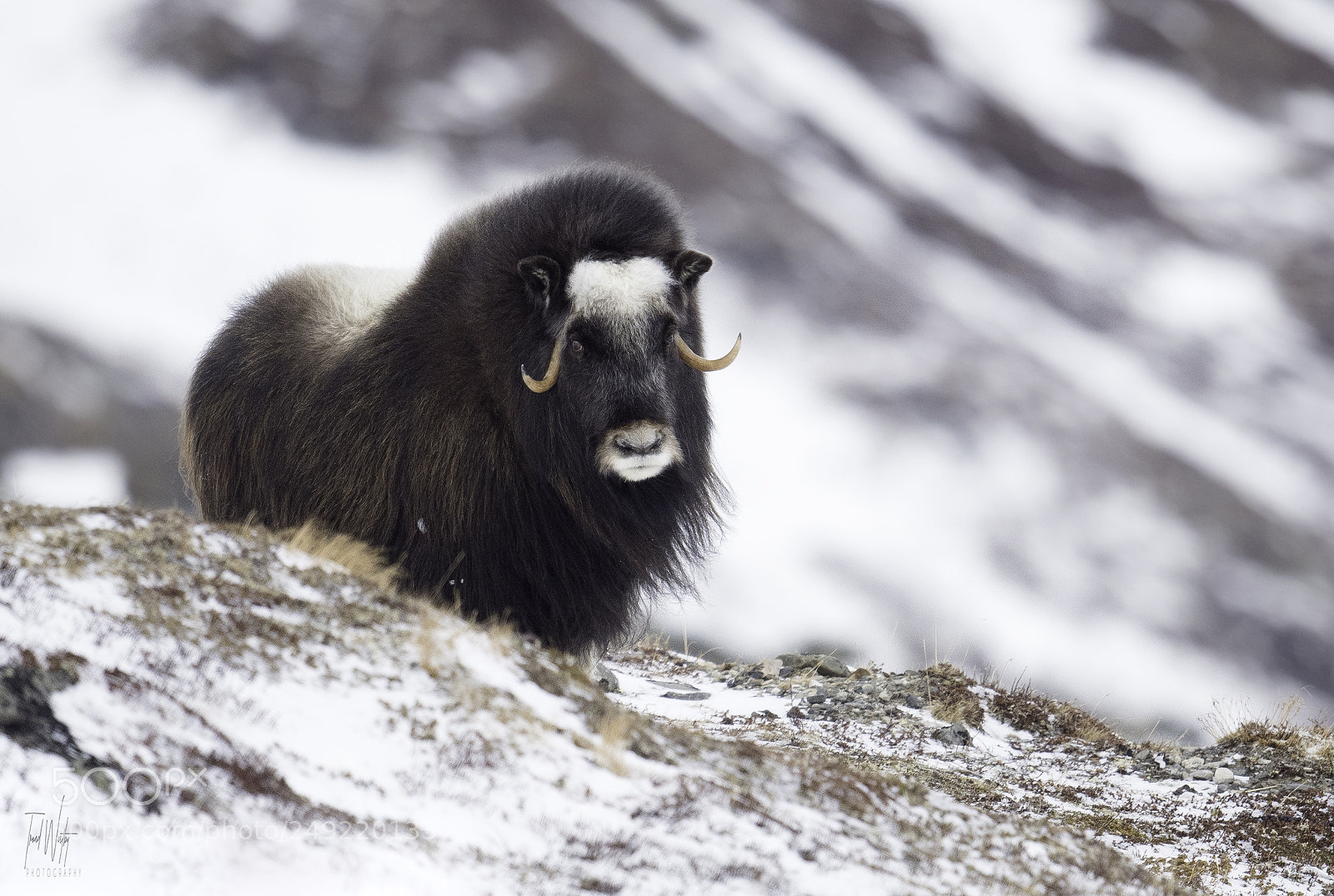 Nikon D500 sample photo. Muskox photography