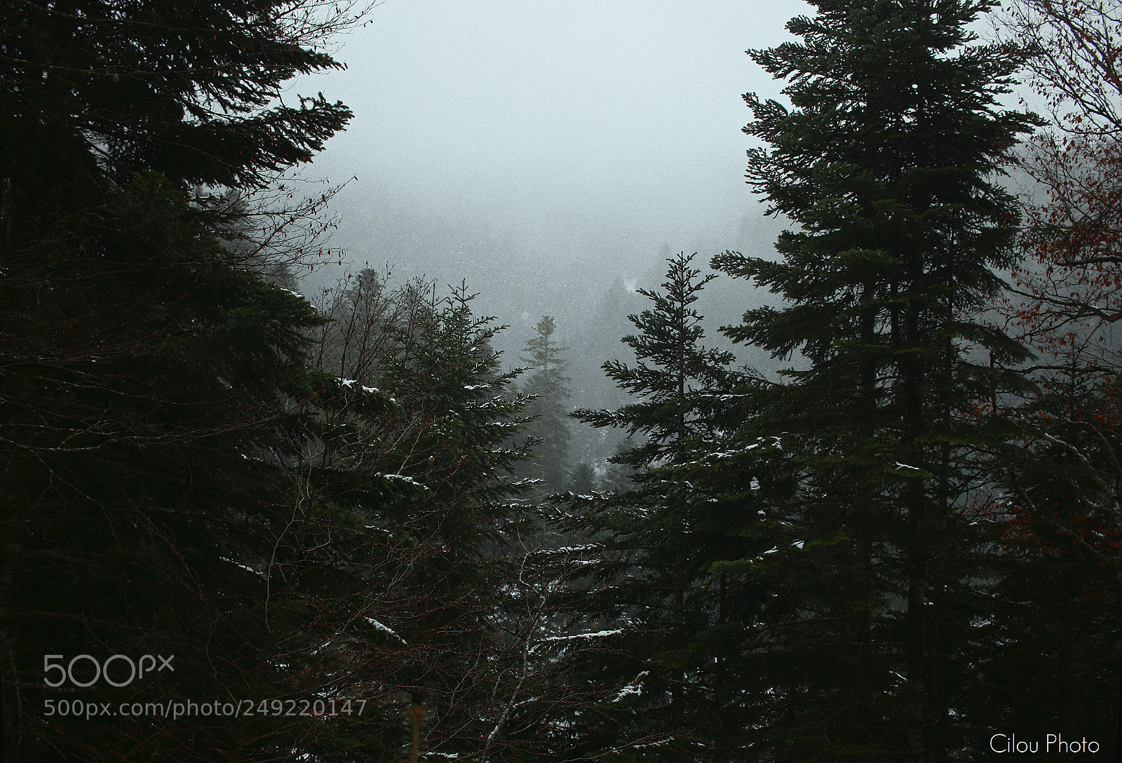 Canon EOS 100D (EOS Rebel SL1 / EOS Kiss X7) sample photo. Snow melancholy photography