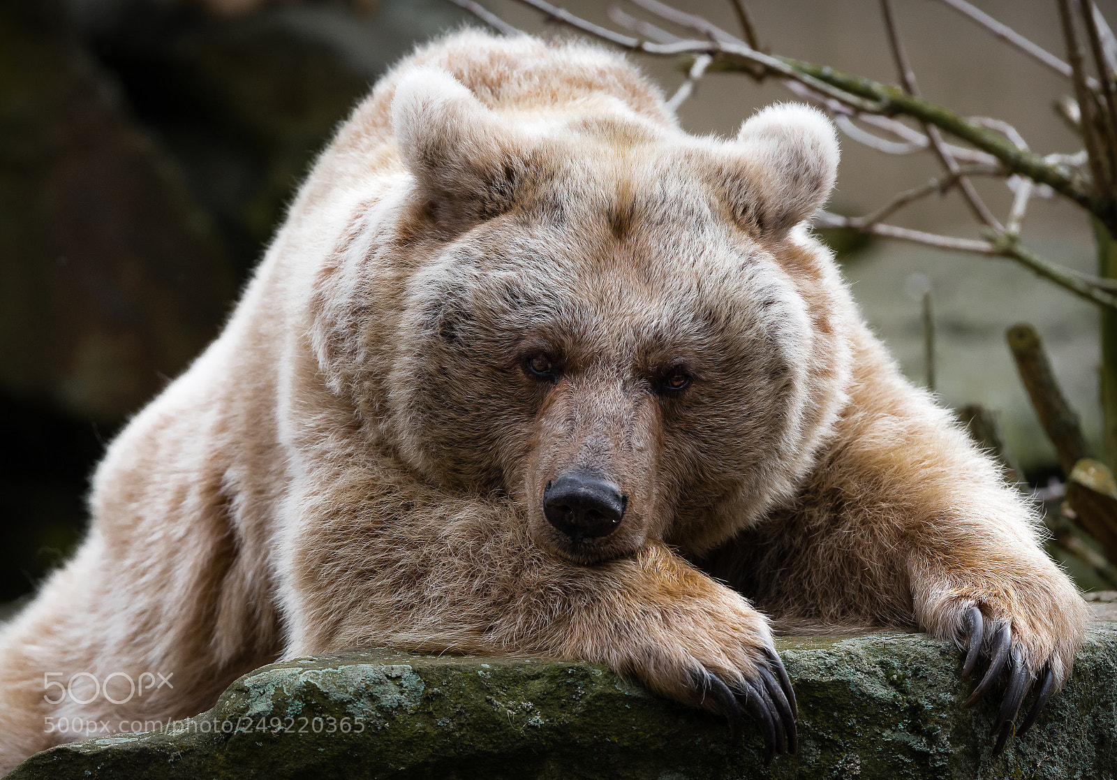 Nikon D810 sample photo. Relaxed bear photography