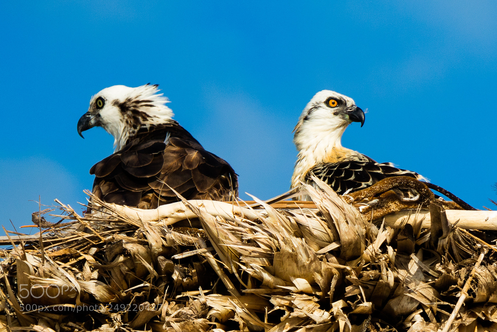 Canon EOS M3 sample photo. Ospreys photography