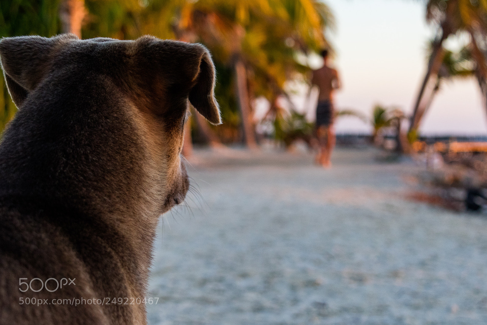 Canon EOS M3 sample photo. Dog's view photography