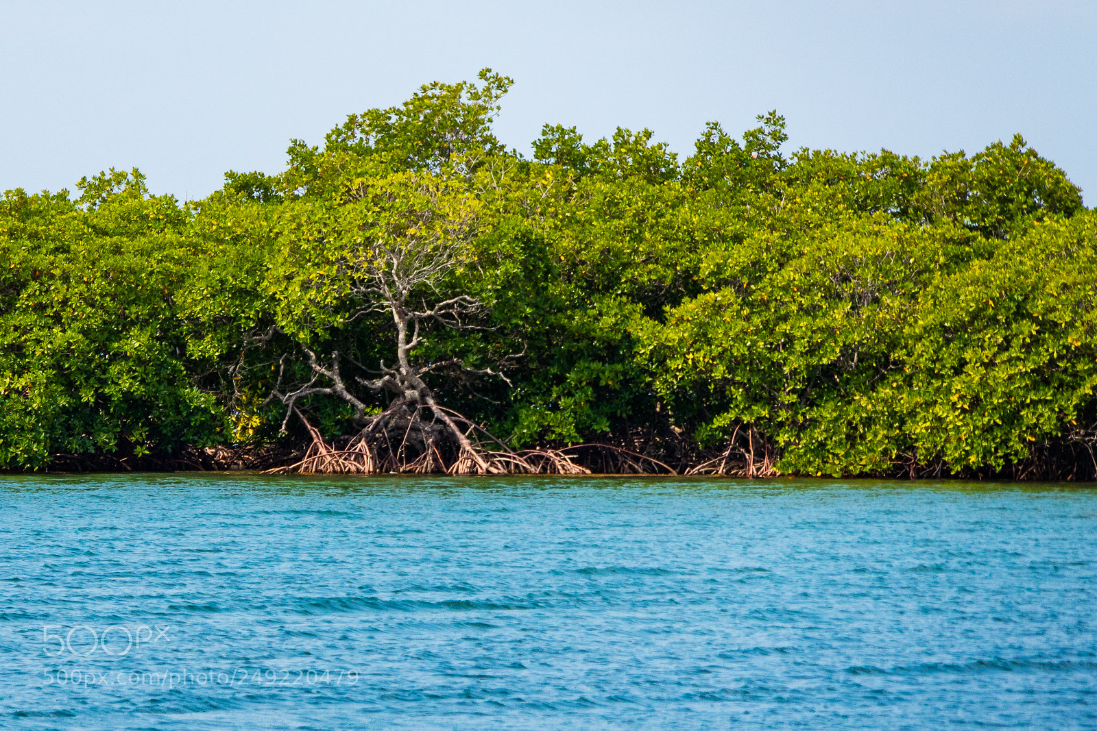 Canon EOS M3 sample photo. Mangroves photography