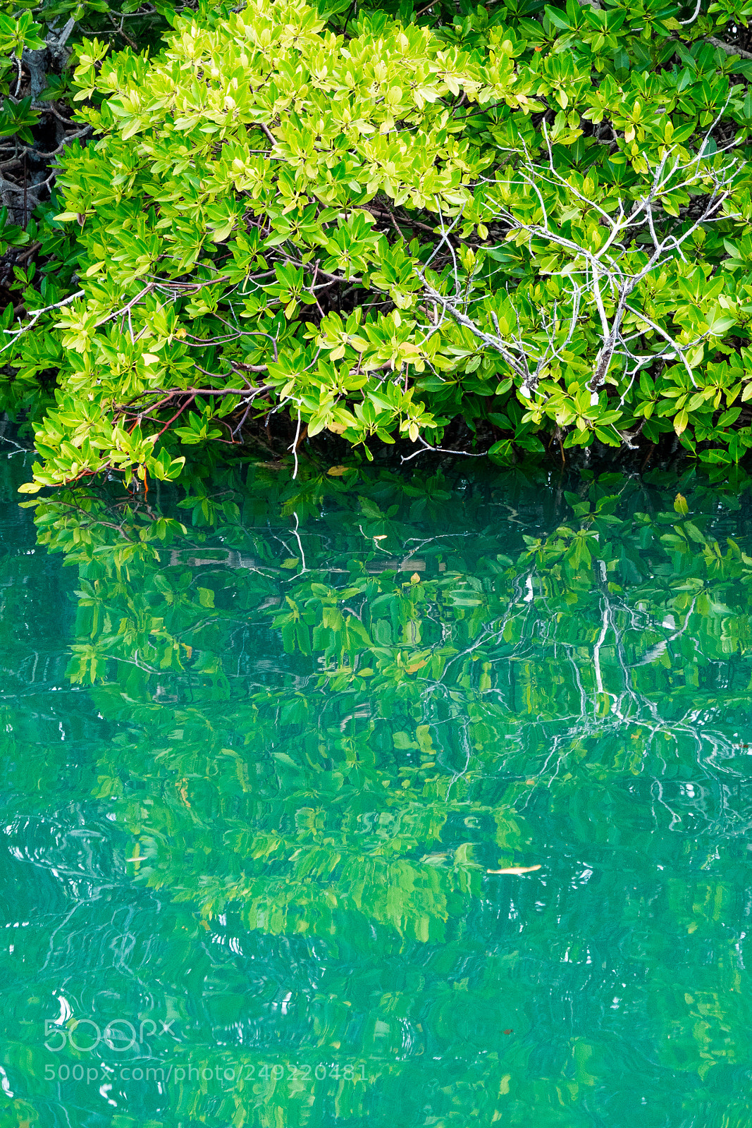 Canon EOS M3 sample photo. Mangroves photography