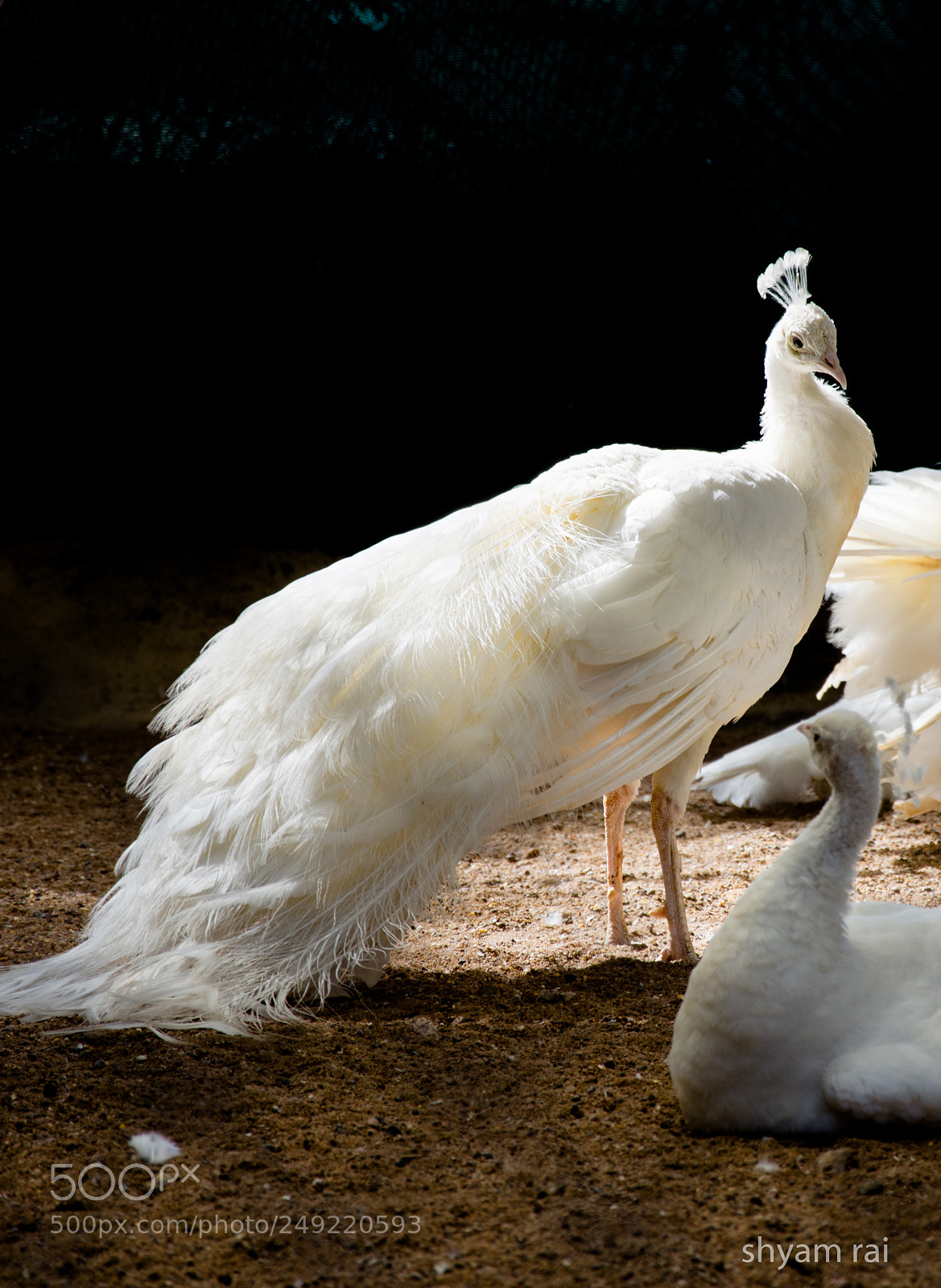 Nikon D7200 sample photo. White peacock photography