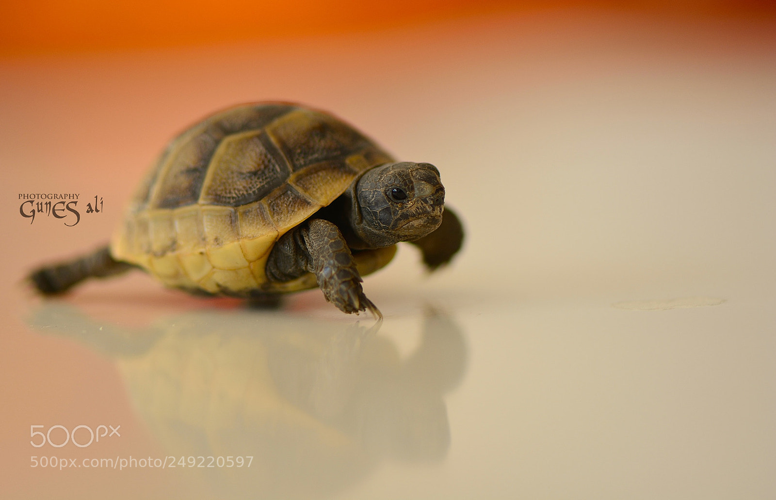 Nikon D7100 sample photo. Minik kaplumbağa photography