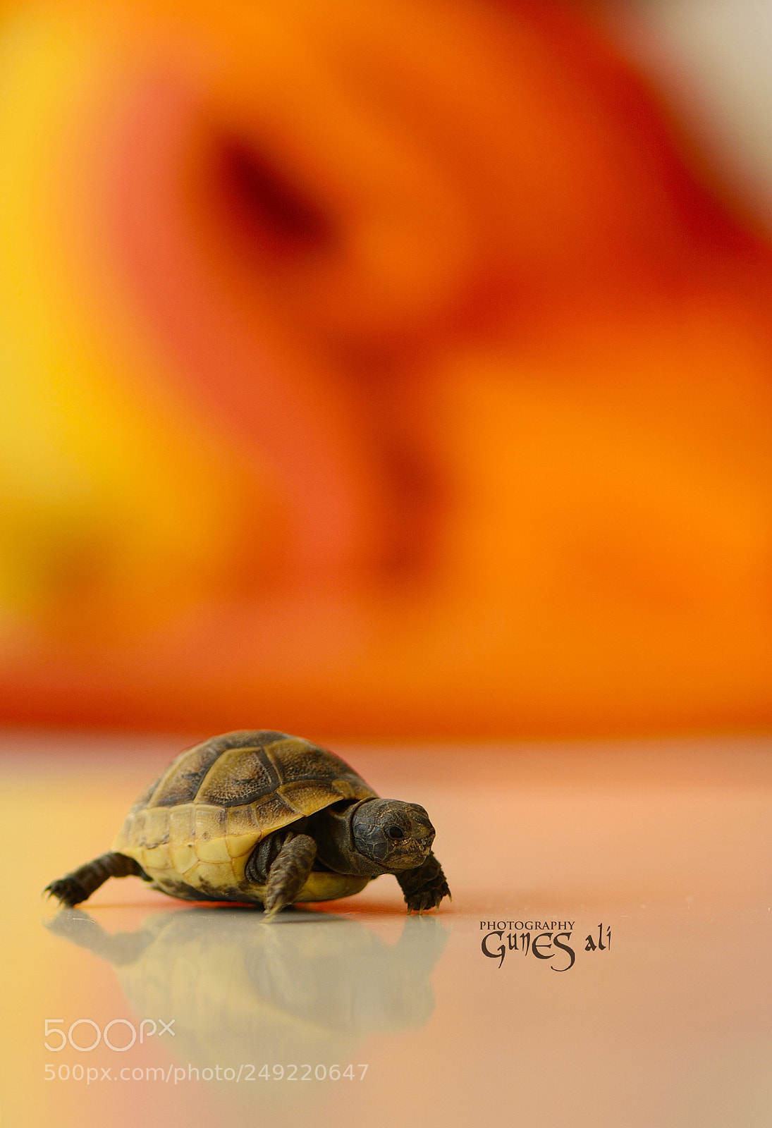 Nikon D7100 sample photo. Minicik photography