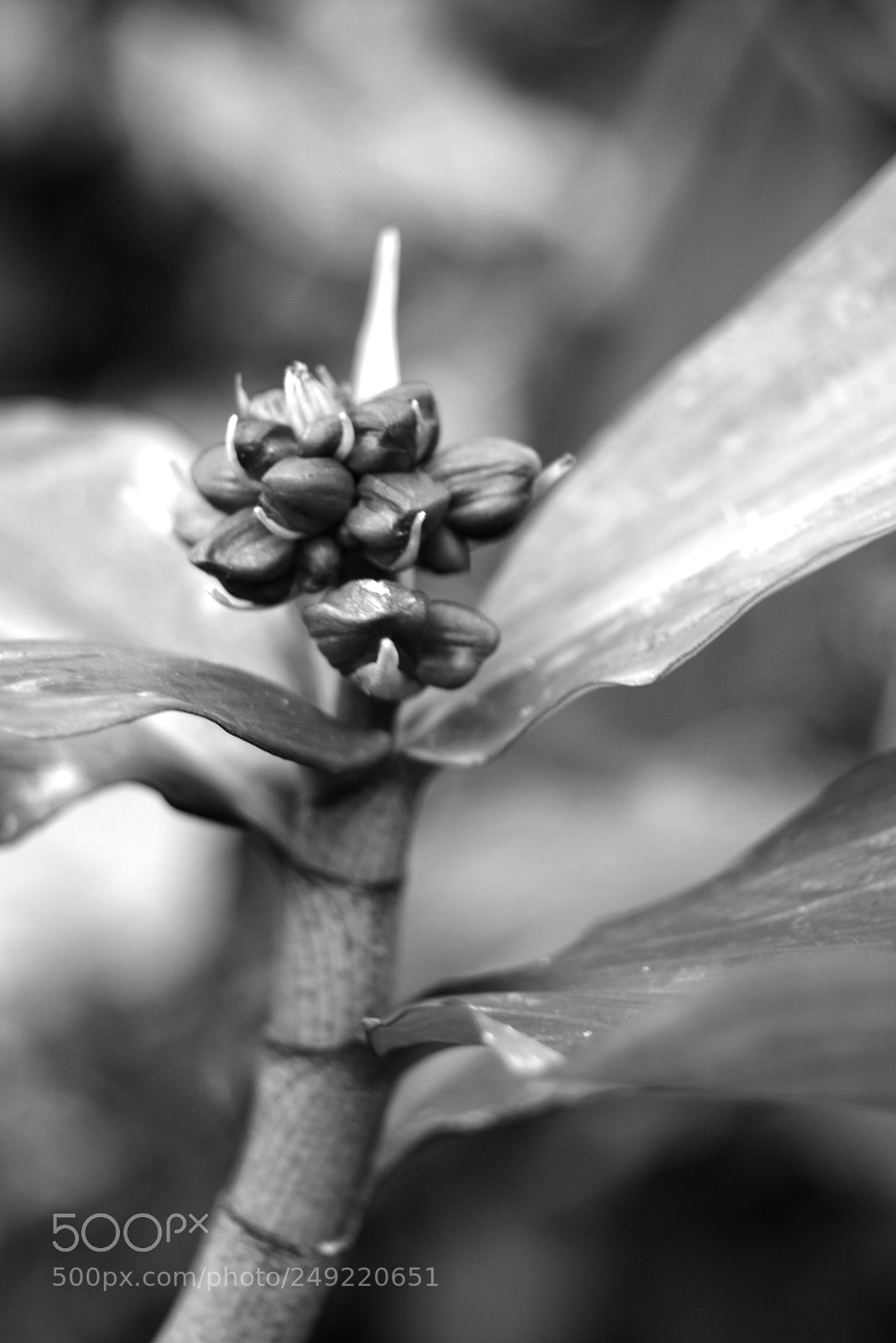 Nikon D5200 sample photo. Orchid buds photography