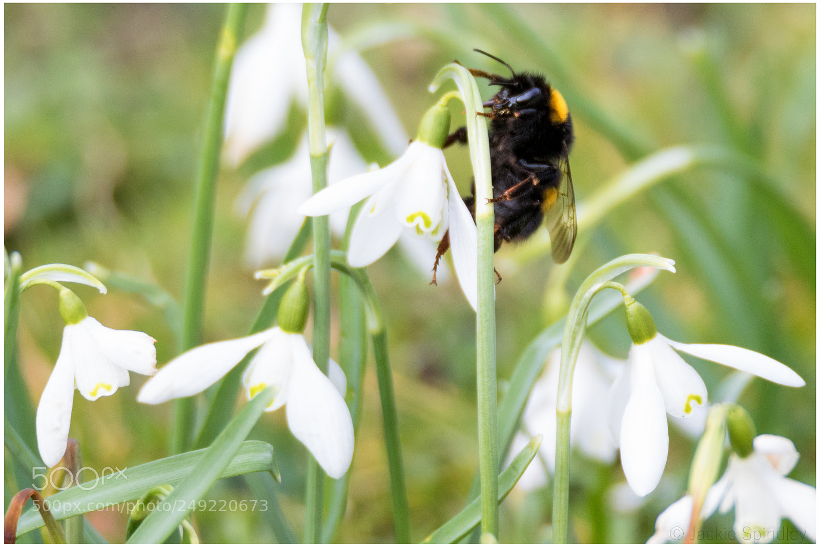 Canon EOS 7D Mark II sample photo. First sign of spring photography