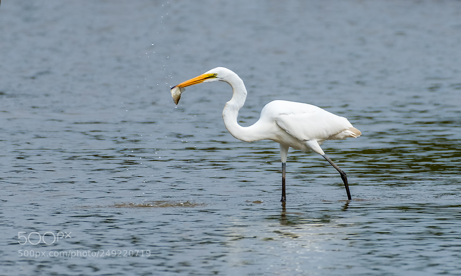 Nikon D800 sample photo. A good catch photography