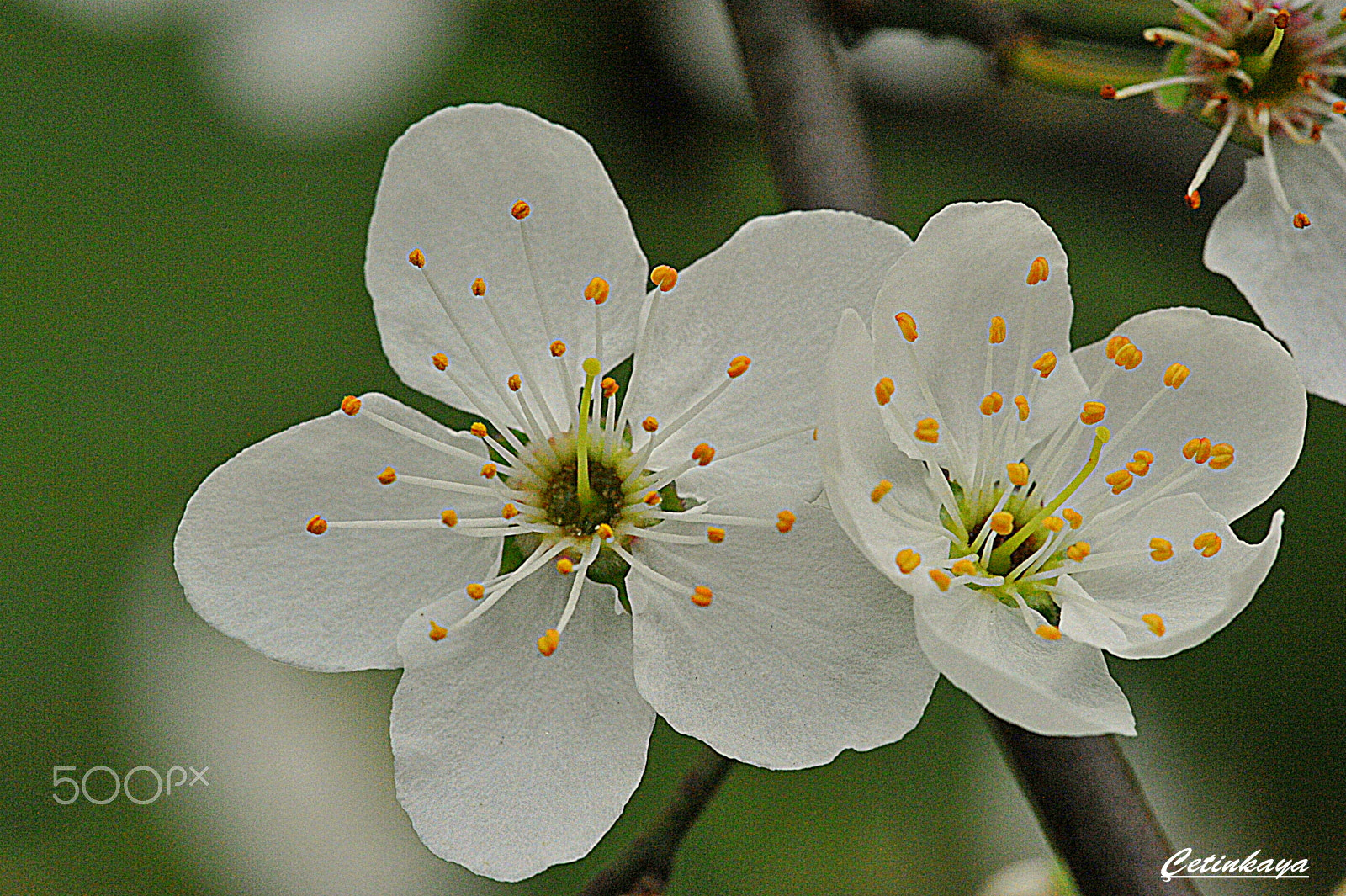 Nikon D700 + Sigma 150mm F2.8 EX DG Macro HSM sample photo. Cherry blossom photography