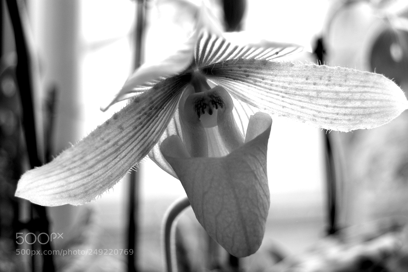 Nikon D5200 sample photo. Lady slipper_2 photography