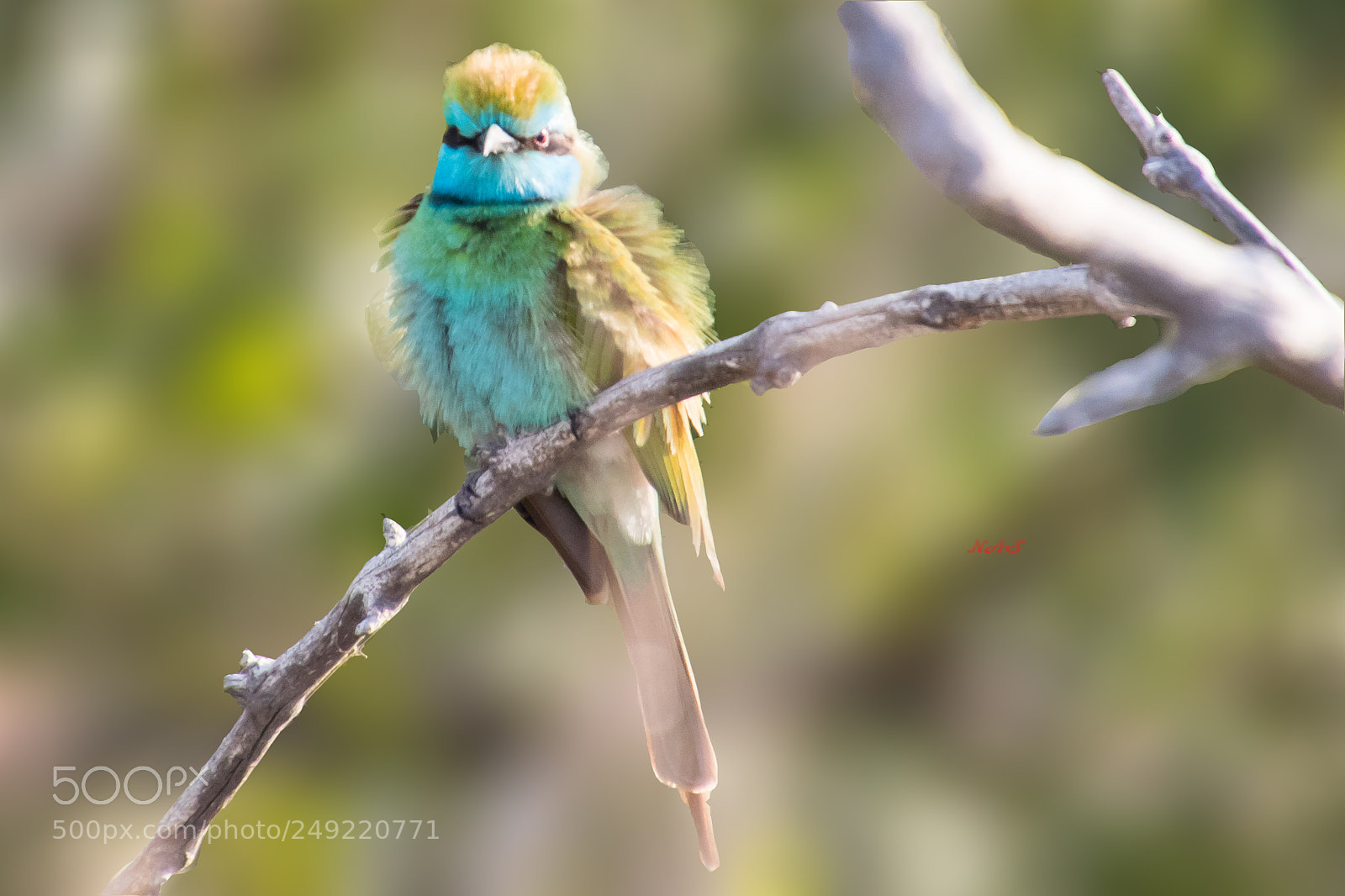 Canon EOS 750D (EOS Rebel T6i / EOS Kiss X8i) sample photo. Bee eater photography