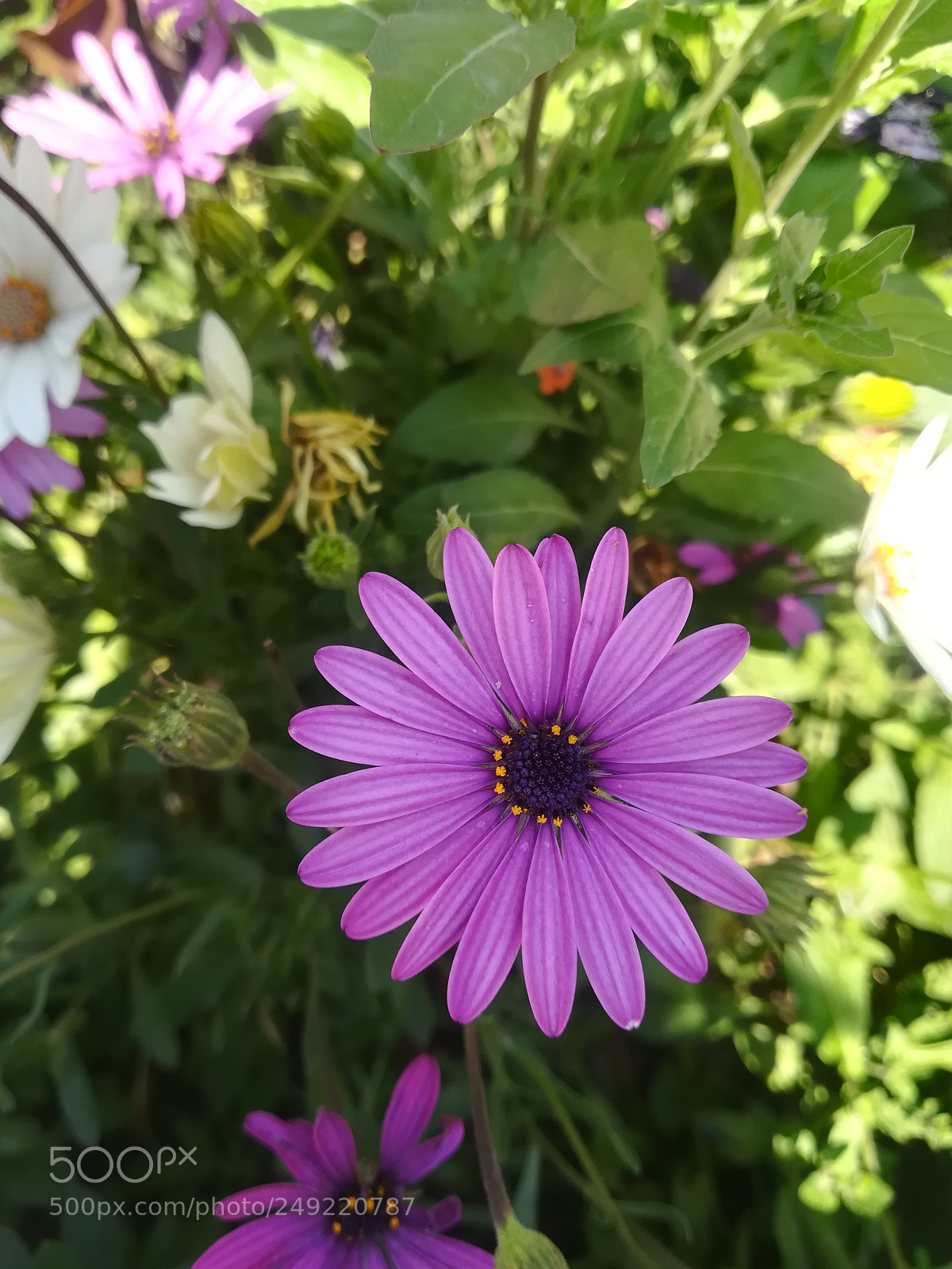 HUAWEI P10 lite sample photo. Untitled photography