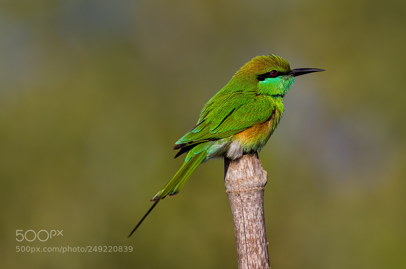 Canon EOS 7D sample photo. Green bee eater... photography