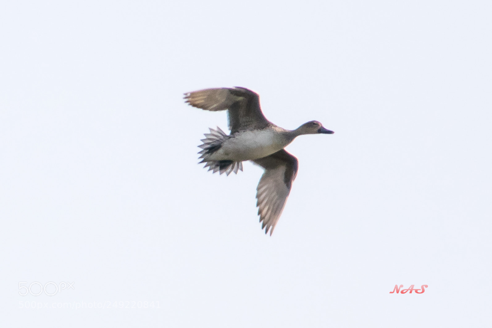 Canon EOS 750D (EOS Rebel T6i / EOS Kiss X8i) sample photo. Flying duck photography