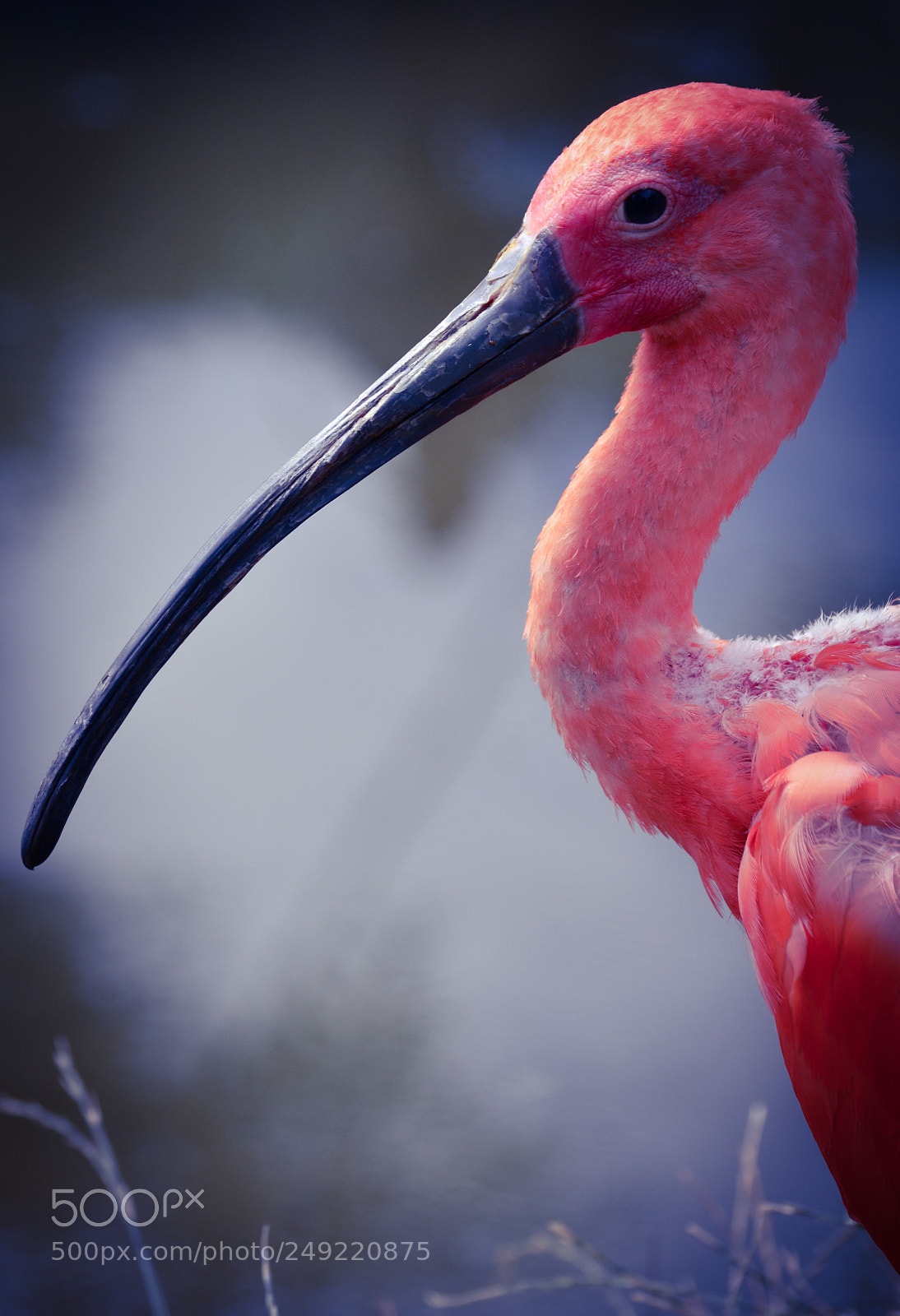 Nikon D3100 sample photo. Pink bird photography