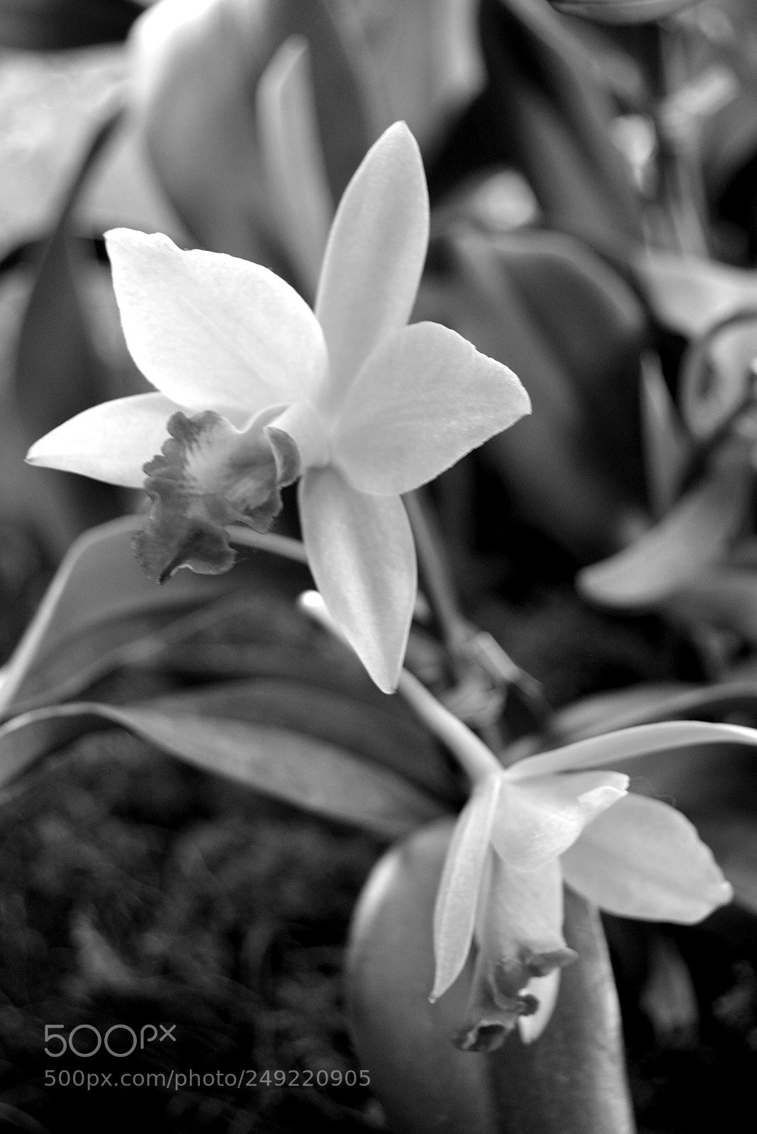 Nikon D5200 sample photo. Orchid_2 photography