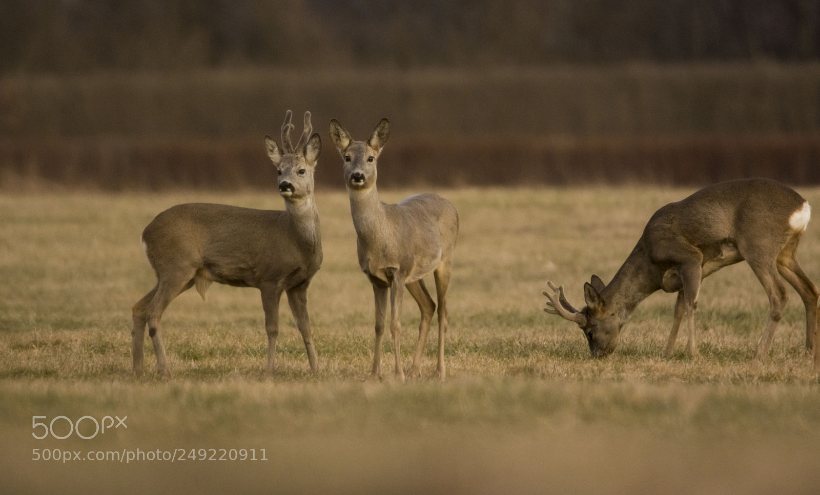 Nikon D7100 sample photo. Untitled photography
