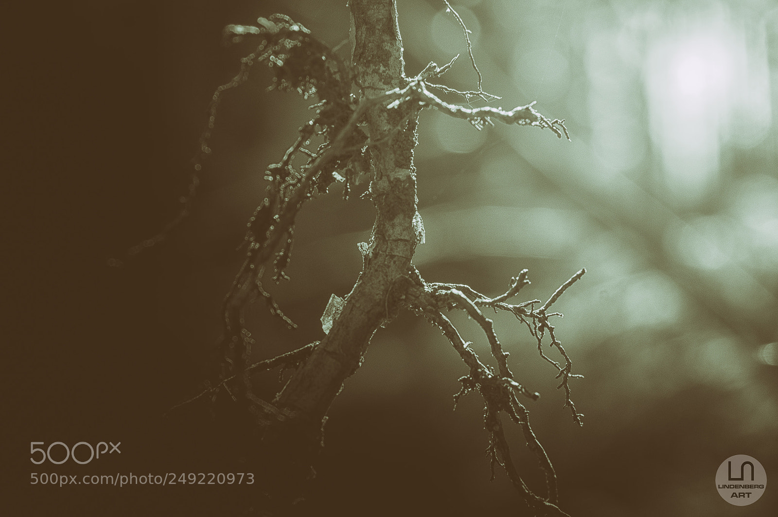 Nikon D300 sample photo. Top of the roots photography
