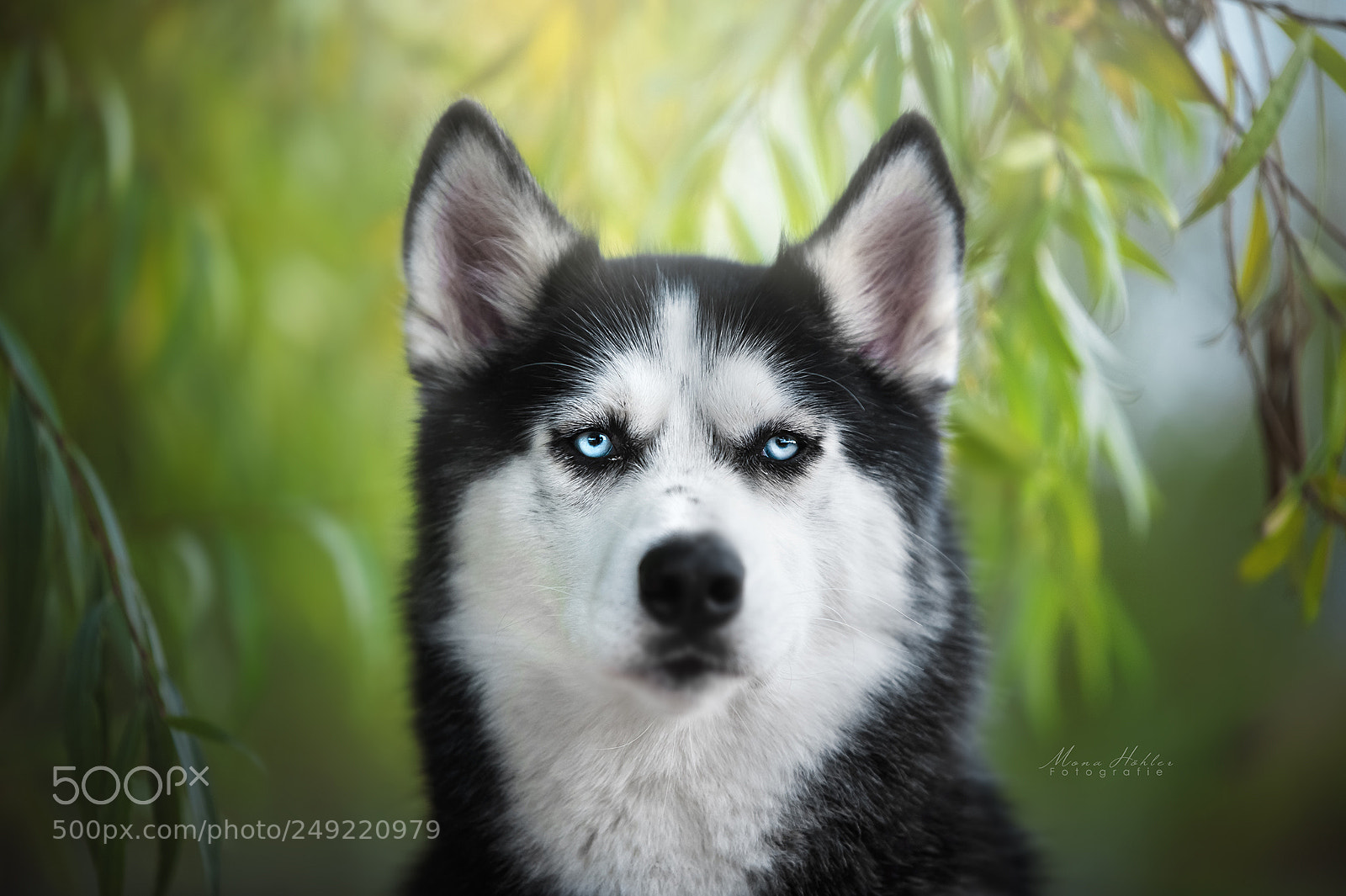 Nikon D3 sample photo. Husky robbie photography