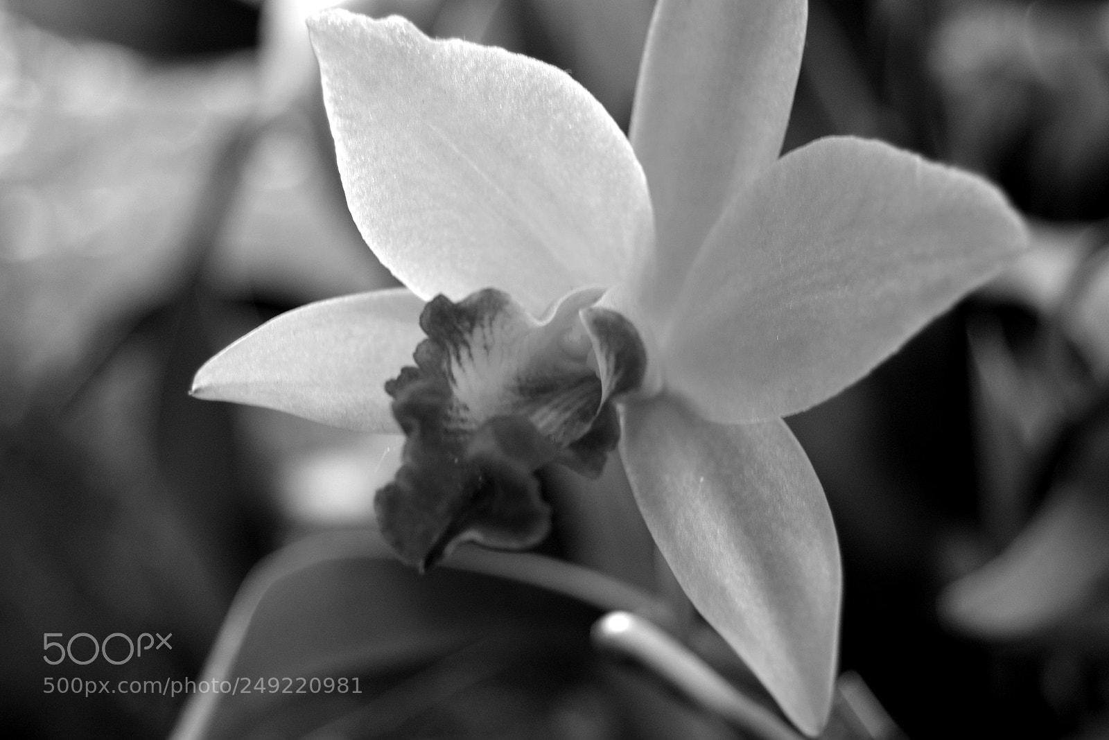 Nikon D5200 sample photo. Orchid_3 photography