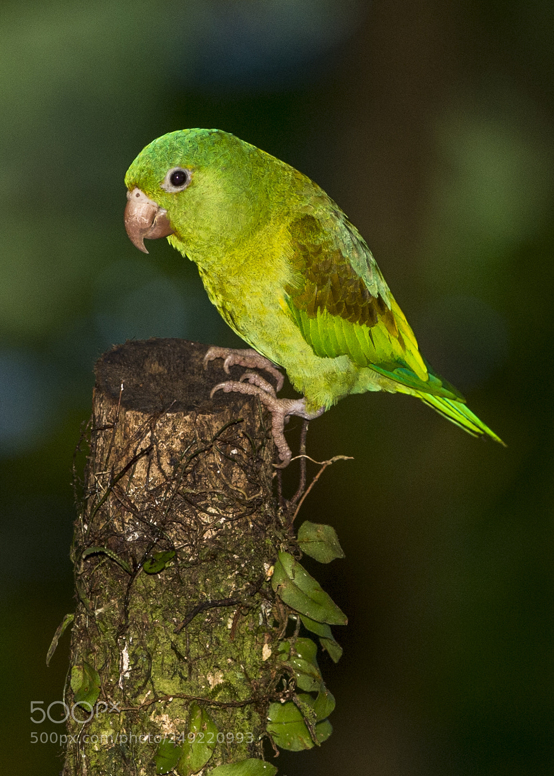 Nikon D4 sample photo. Orange-chinned parakeet photography