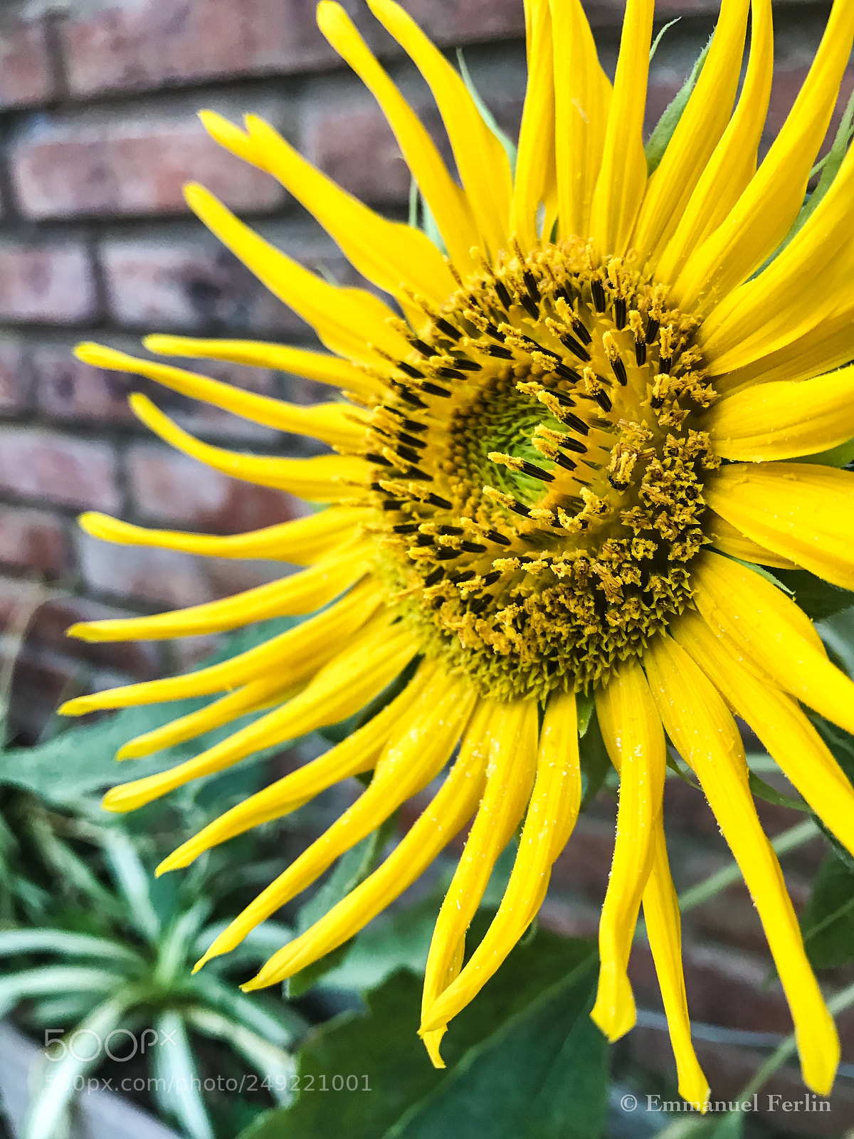 Apple iPhone 7 sample photo. Girasol photography