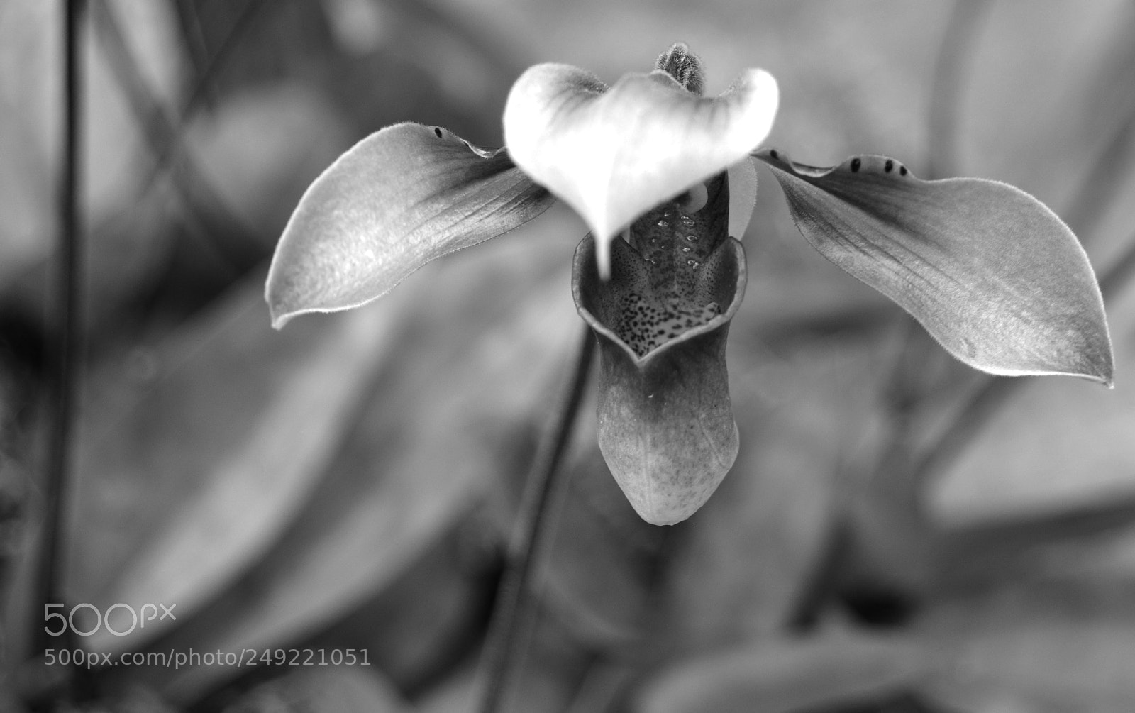 Nikon D5200 sample photo. Orchid_4 photography