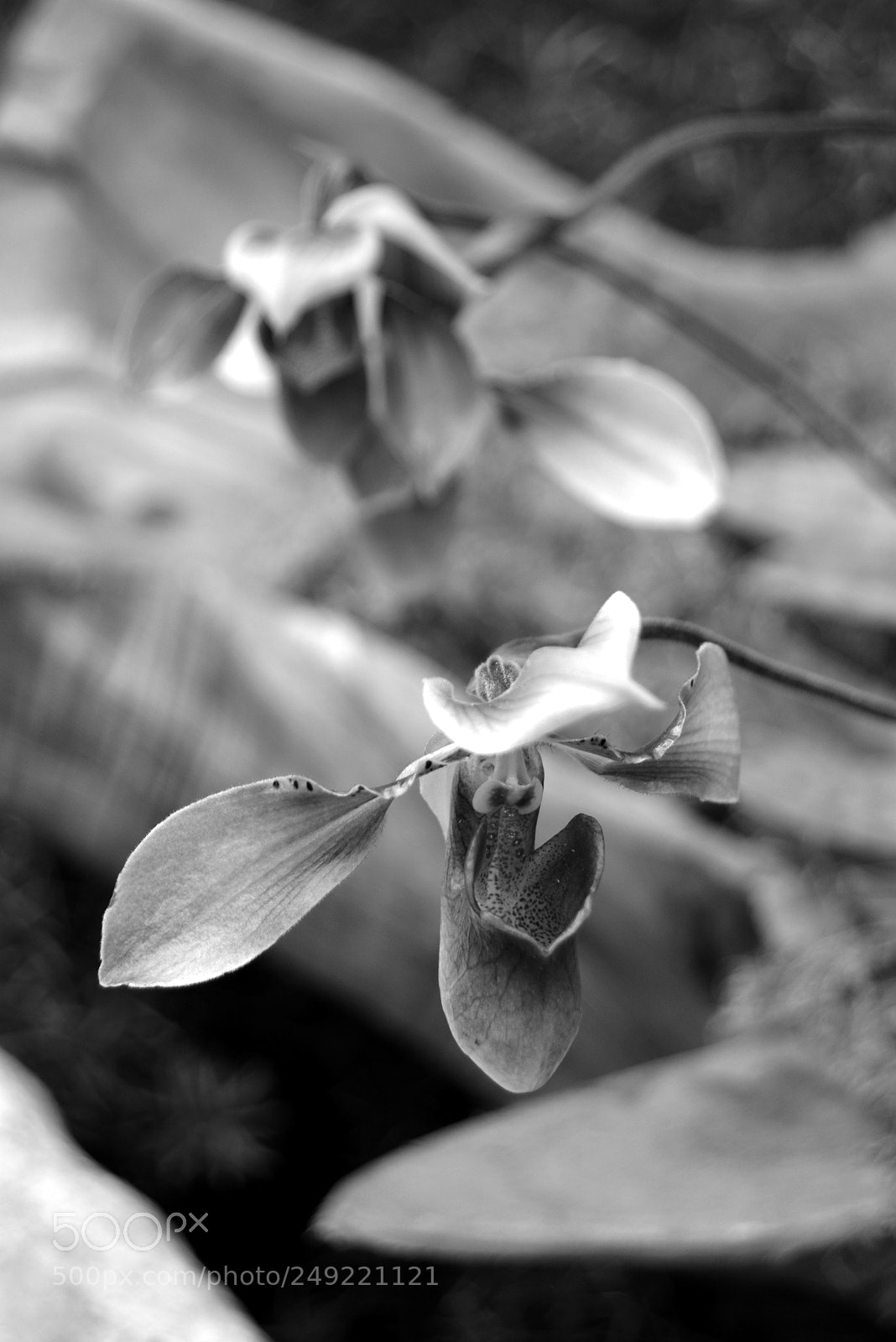 Nikon D5200 sample photo. Mini ladyslipper photography