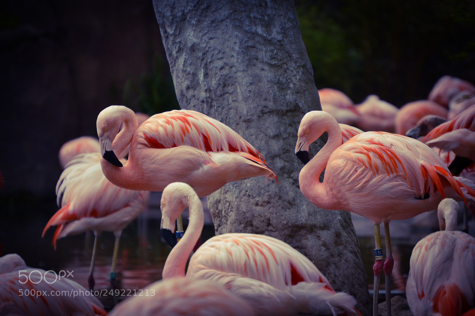 Nikon D3100 sample photo. Lots of flamingos photography