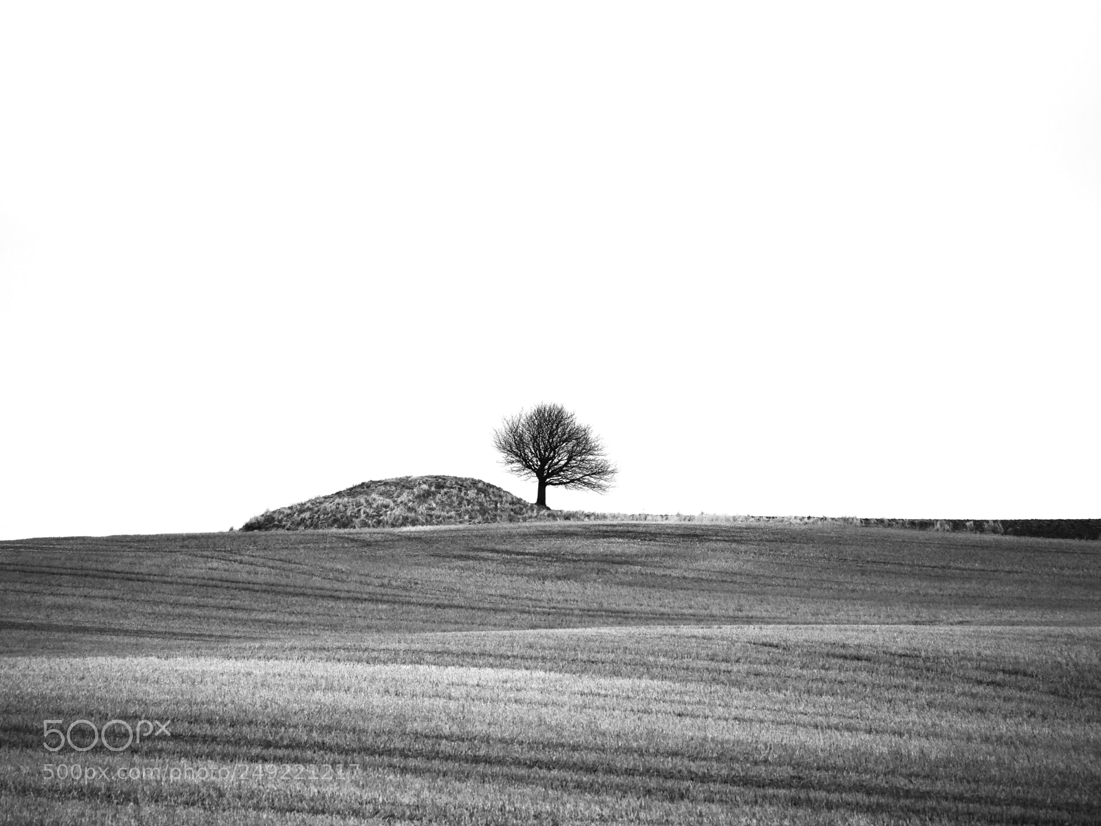 Olympus OM-D E-M10 II sample photo. Solo in the cornfield photography