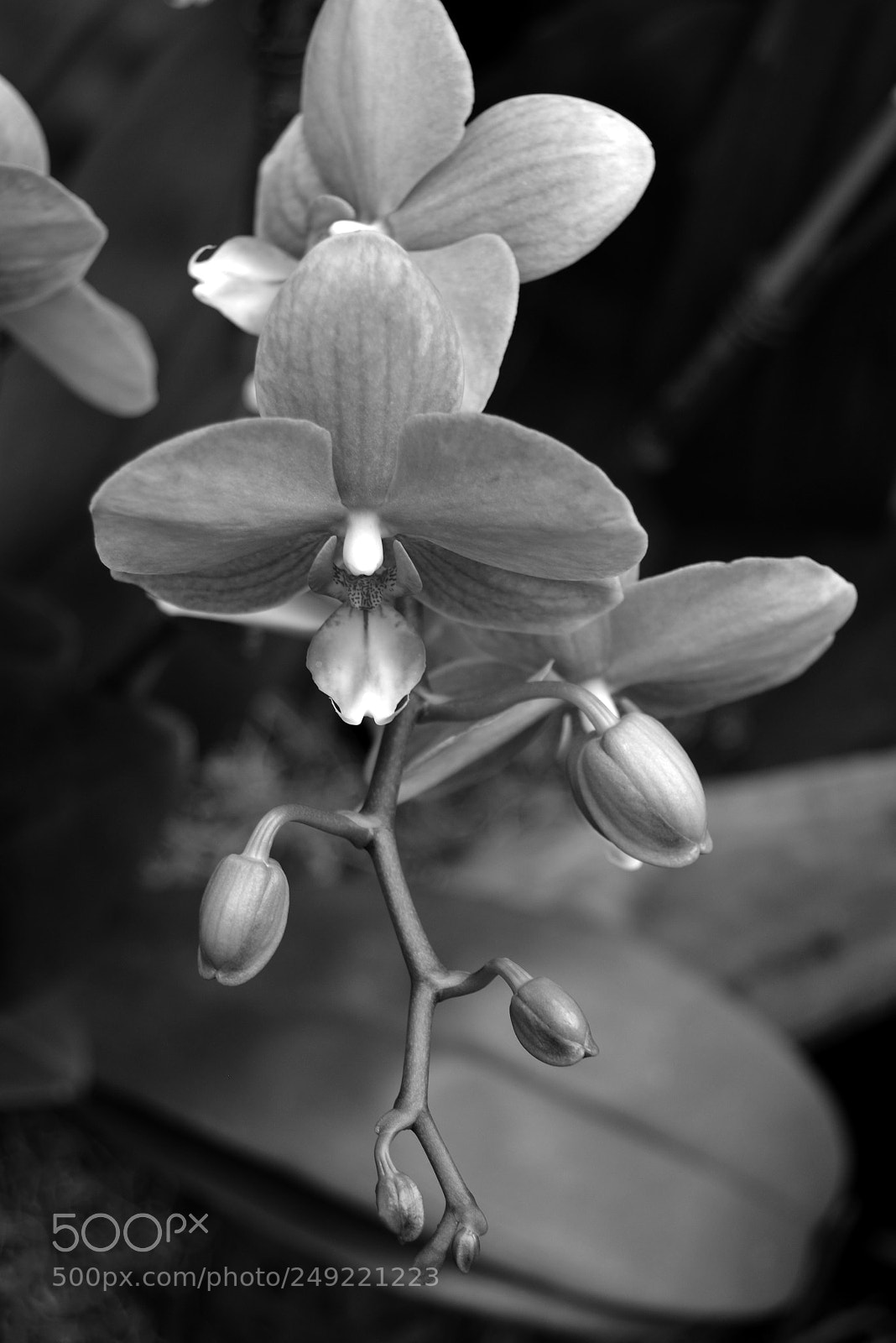 Nikon D5200 sample photo. Tiny phalaenopsis_1 photography