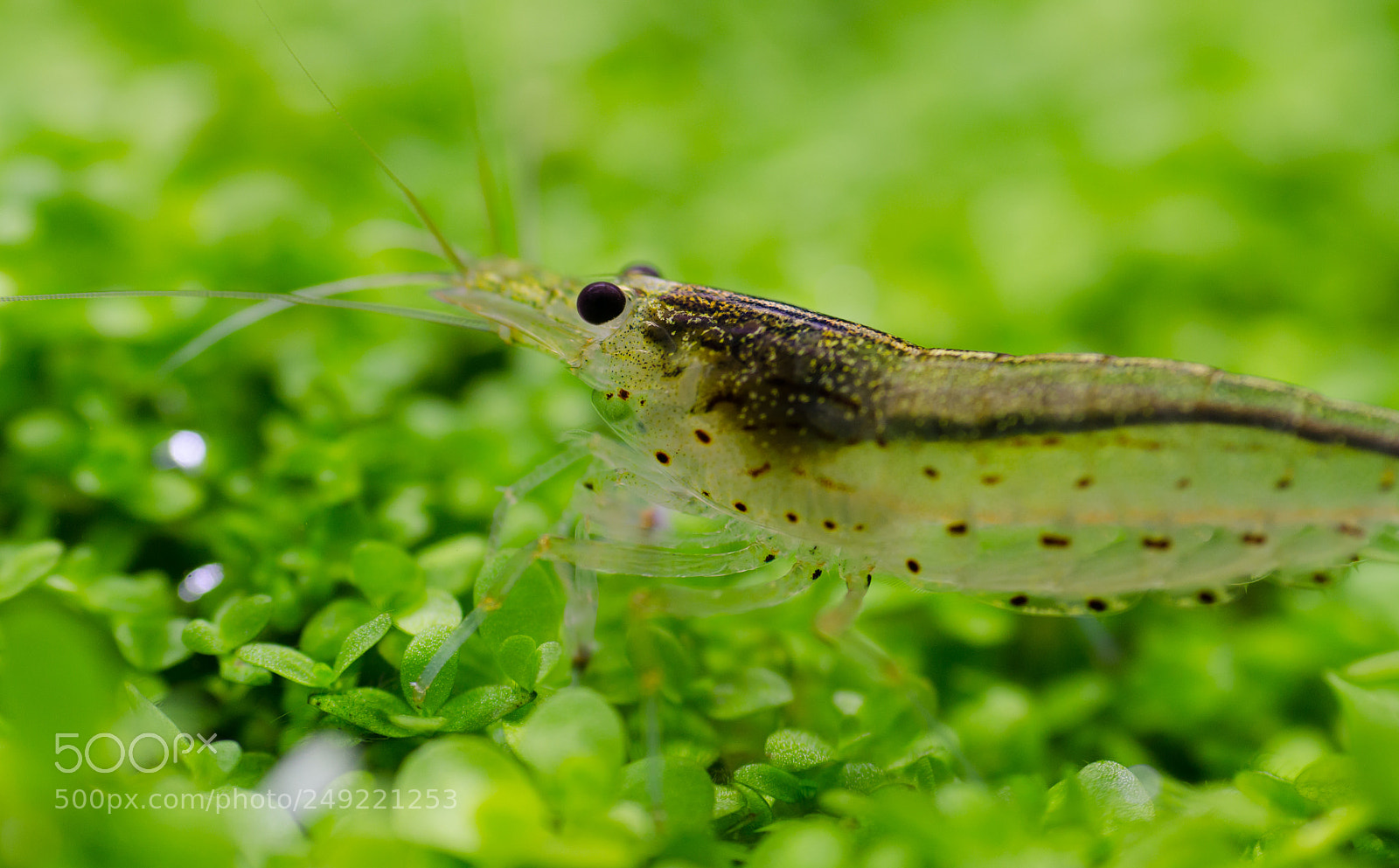 Nikon D7000 sample photo. Caridina multidentata photography