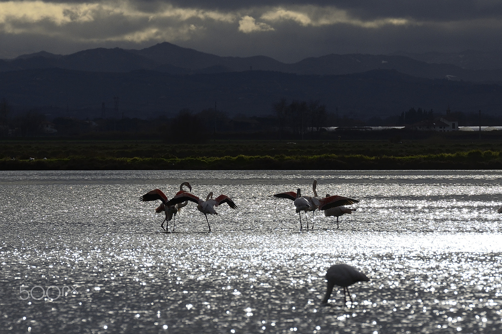 Nikon D610 sample photo. Flamingos photography