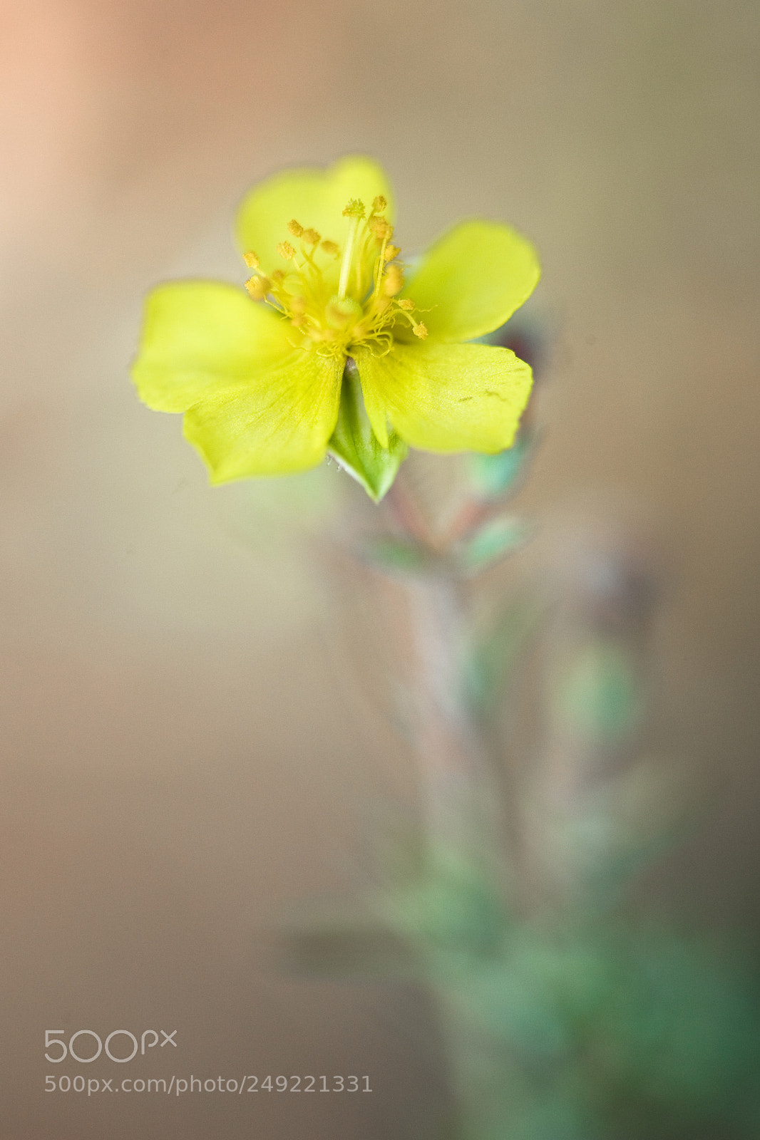 Canon EOS 5D sample photo. Pequeña flor. photography