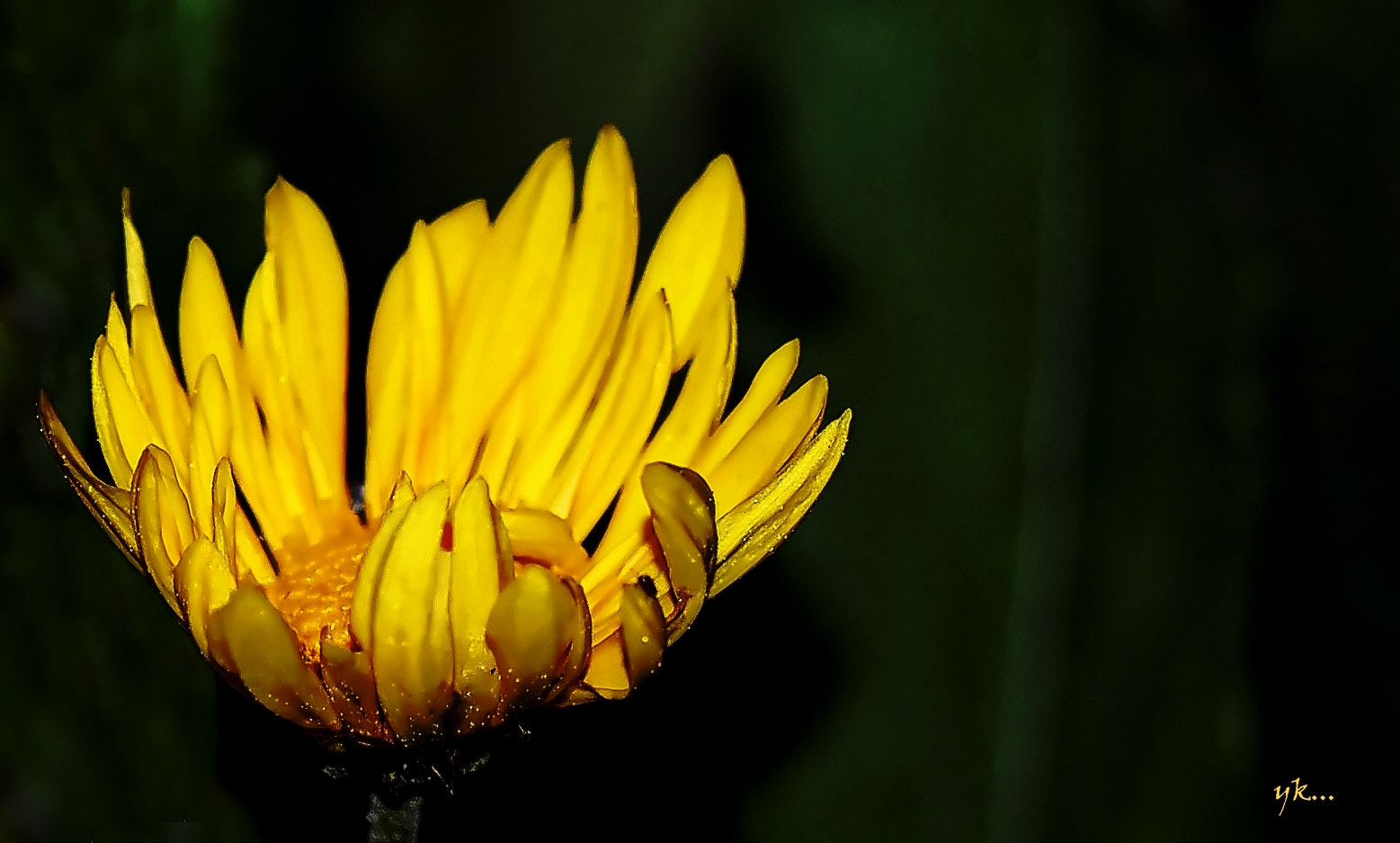 Nikon D5100 sample photo. Flames of flower. photography