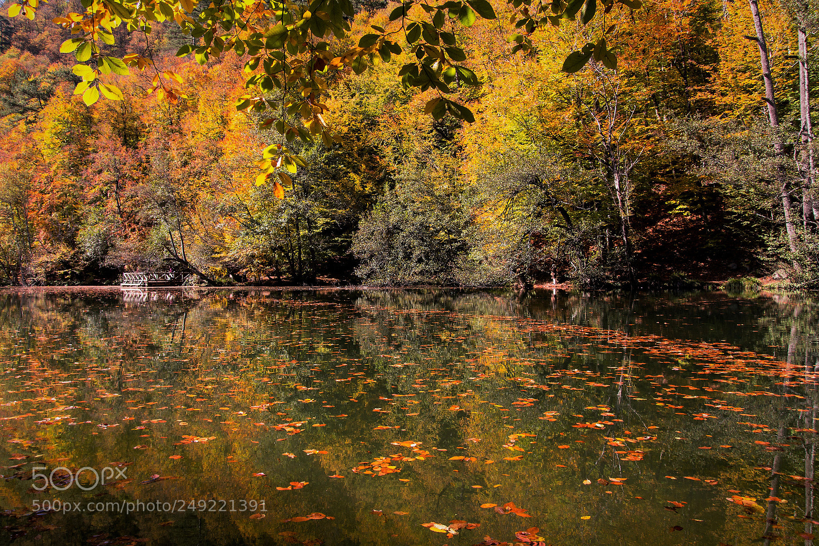 Canon EOS 60D sample photo. Fall photography