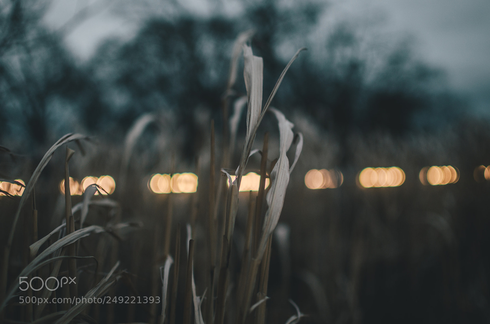 Nikon D5100 sample photo. Schilf bokeh photography