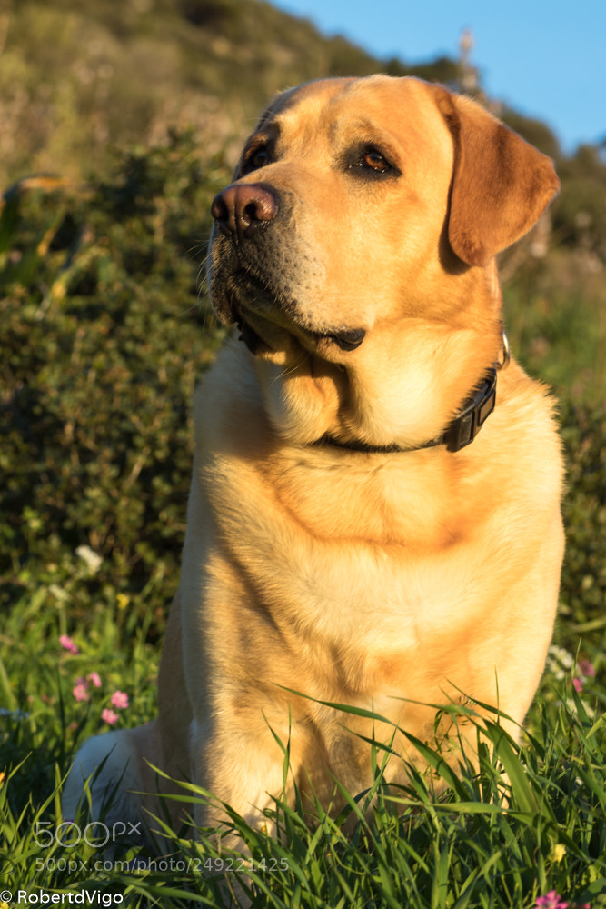 Canon EOS 77D (EOS 9000D / EOS 770D) sample photo. Img photography