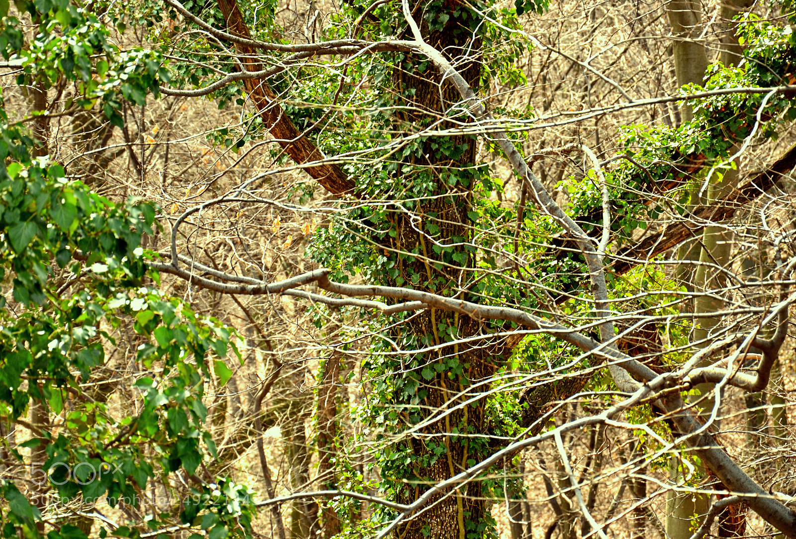 Nikon D3100 sample photo. Through the web photography