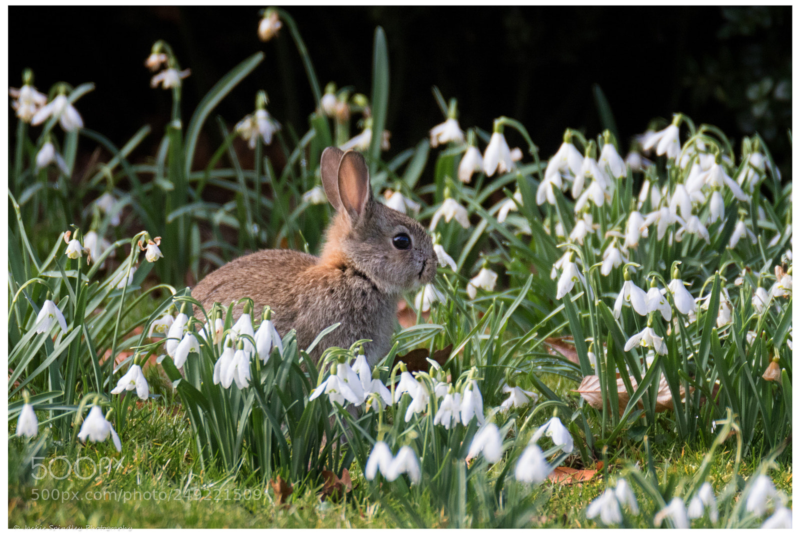 Canon EOS 7D Mark II sample photo. Baby bunny between the photography