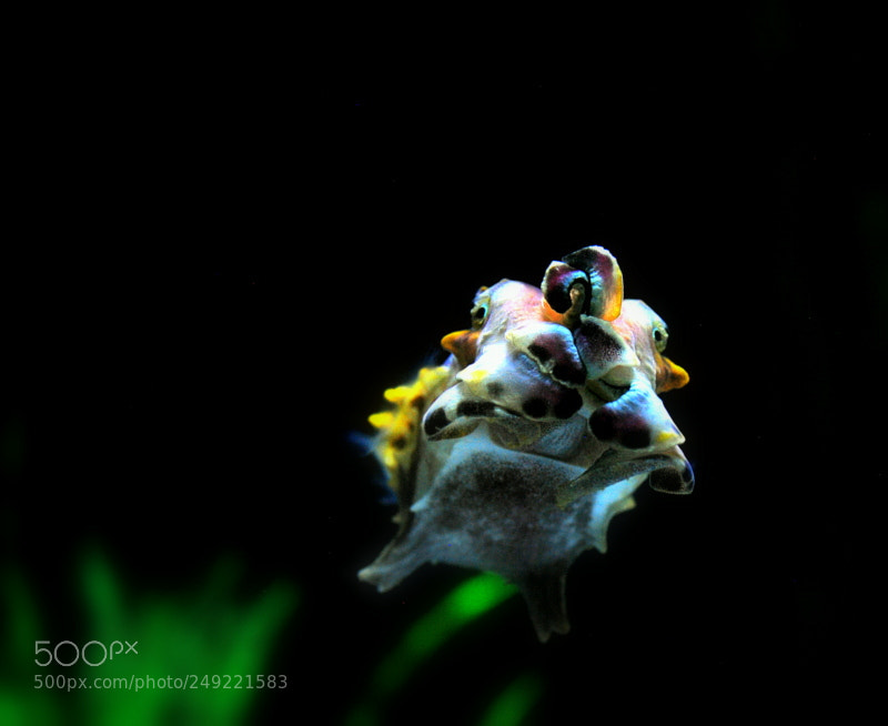 Nikon D60 sample photo. Cuttlefish photography