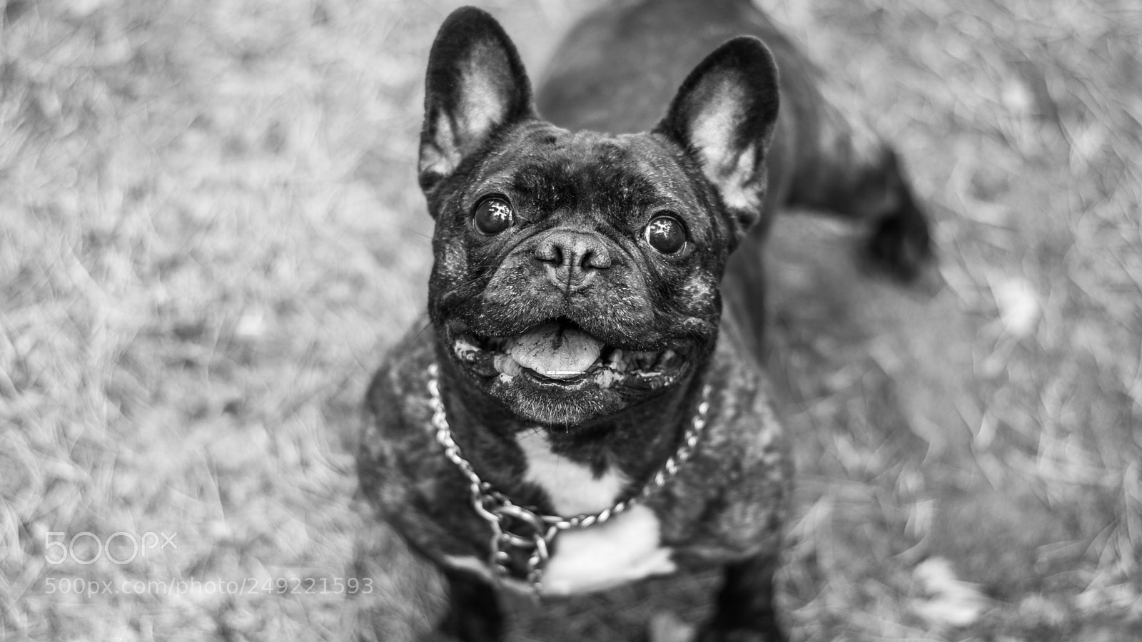 Nikon D5300 sample photo. French bulldog photography