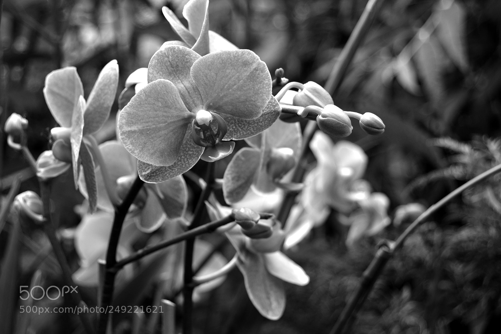 Nikon D5200 sample photo. Cluster tiny phalaneopsis photography