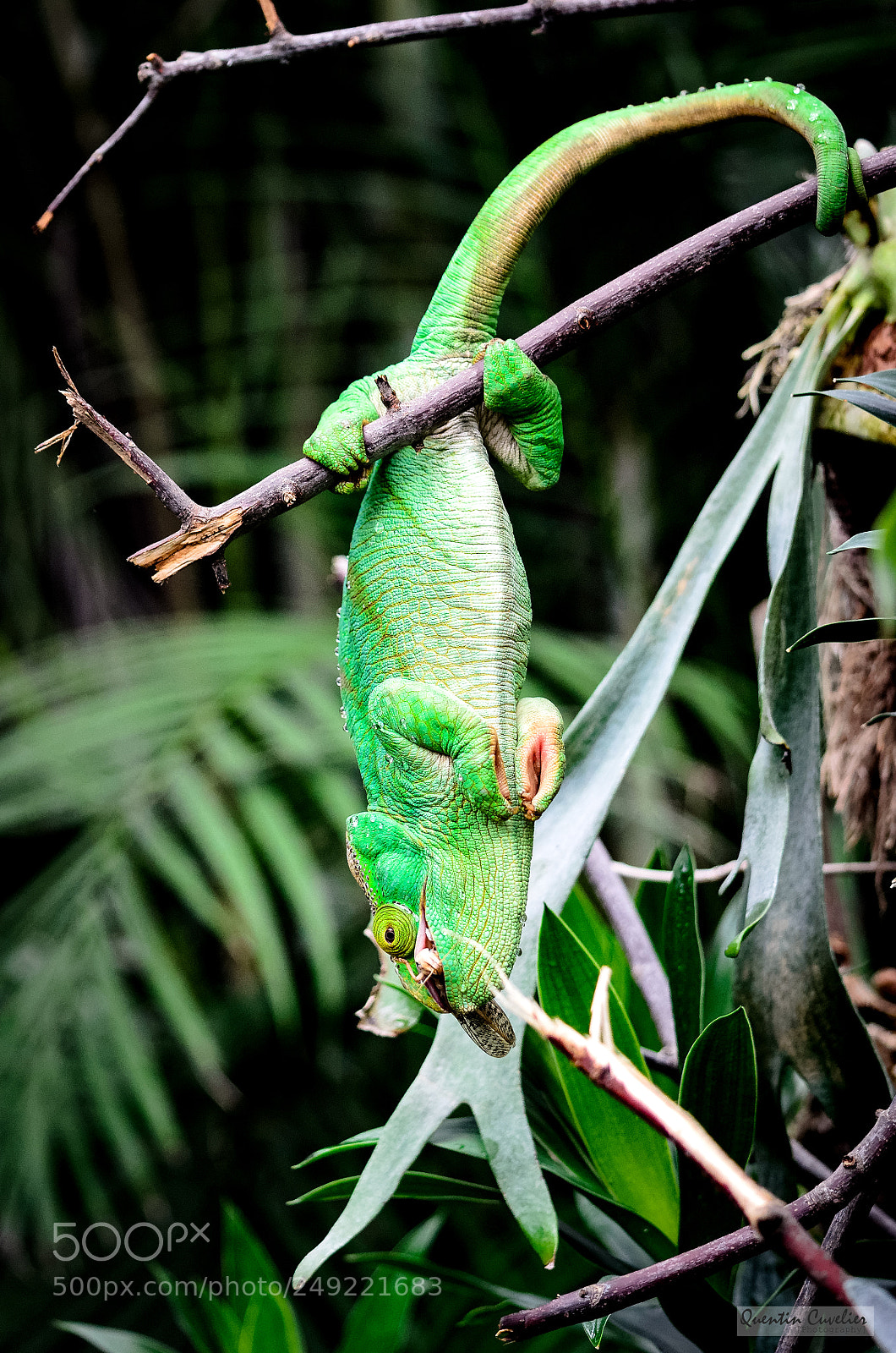 Nikon D7000 sample photo. Chameleon hunting photography