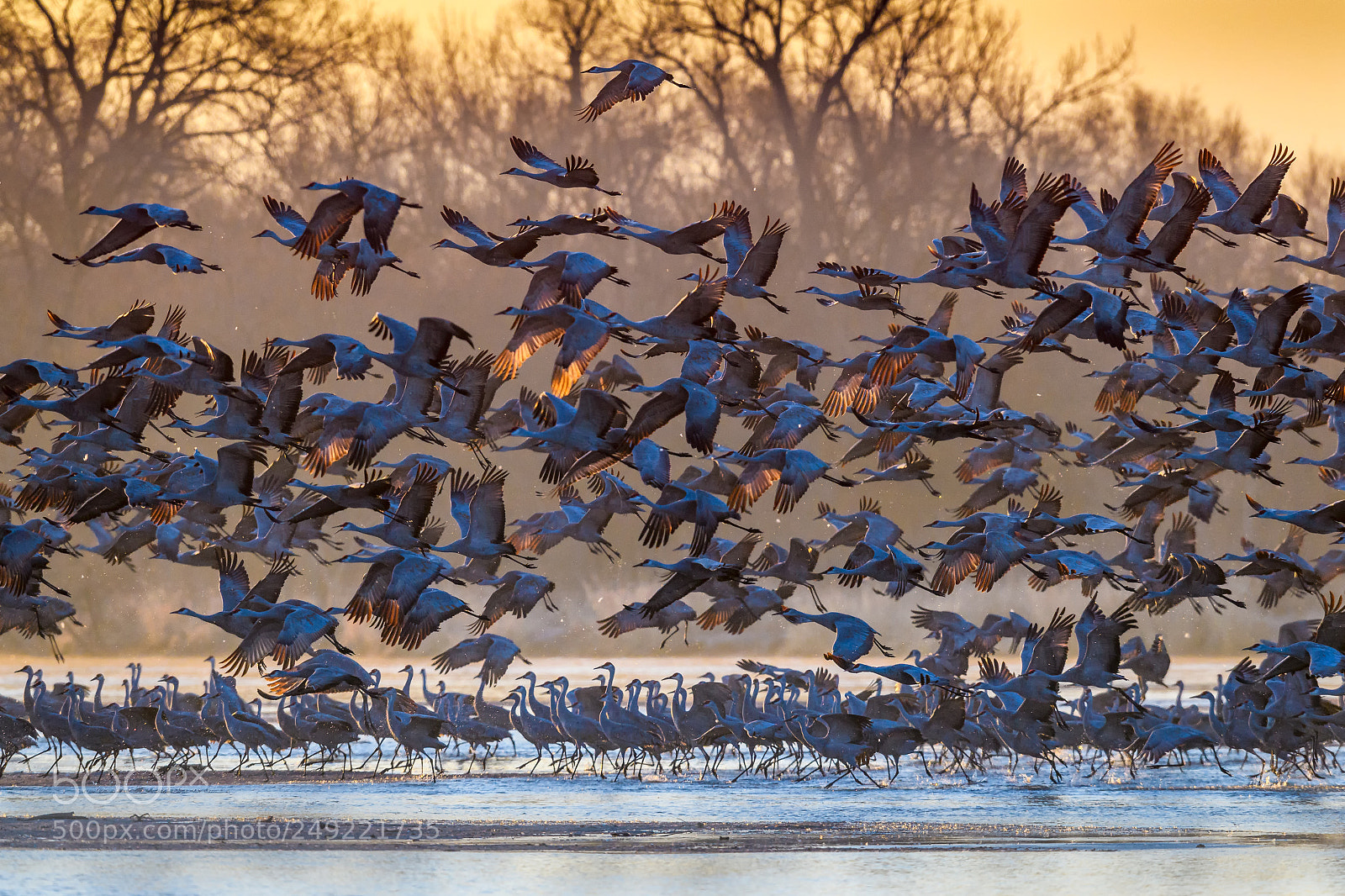 Nikon D5 sample photo. Sandhill cranes taking flight photography