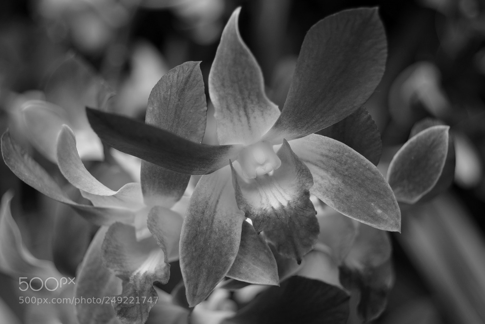 Nikon D5200 sample photo. Closeup orchid photography