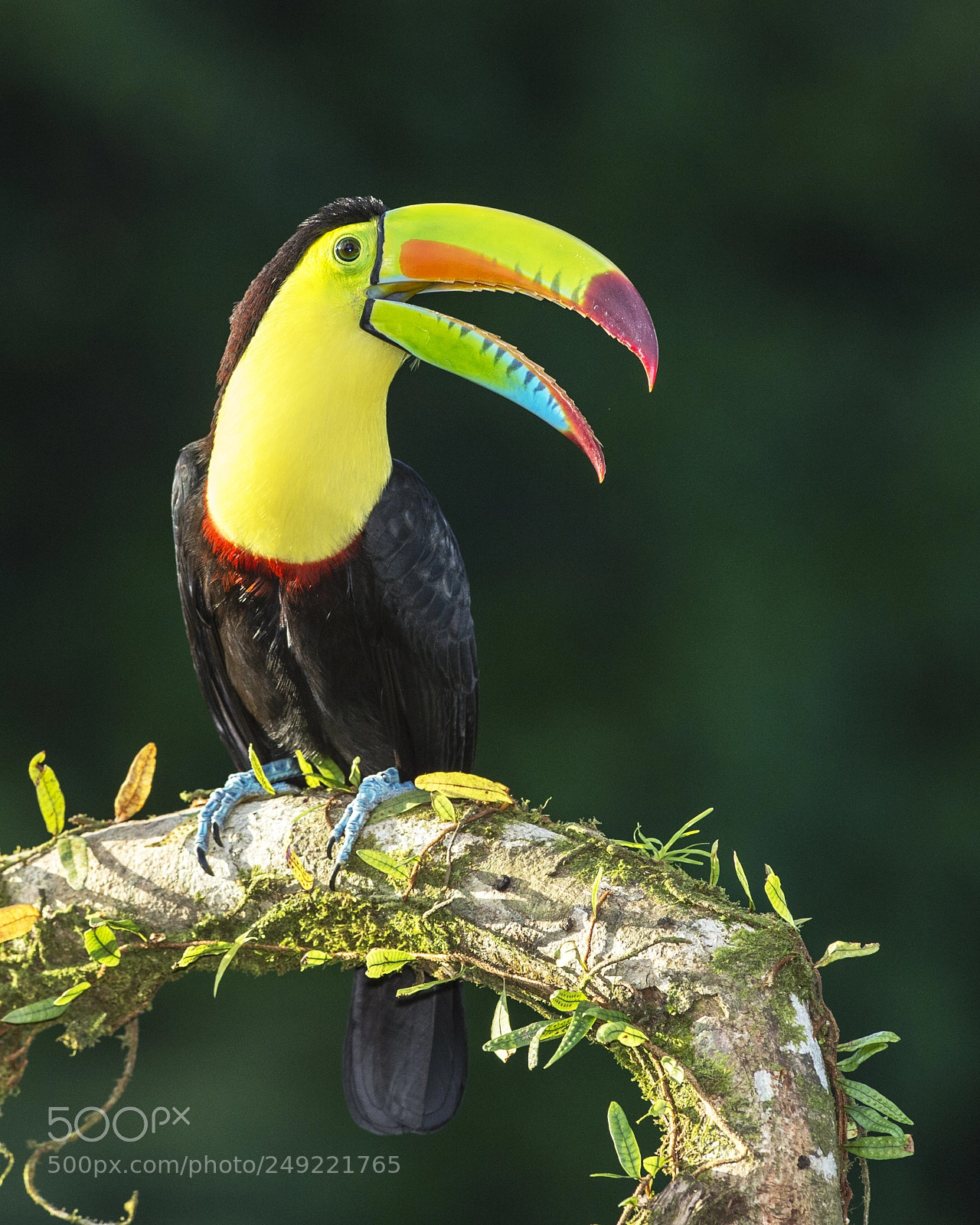 Nikon D4 sample photo. Keel-billed toucan photography