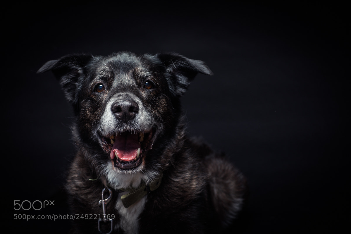 Canon EOS 5D Mark IV sample photo. Bailey photography